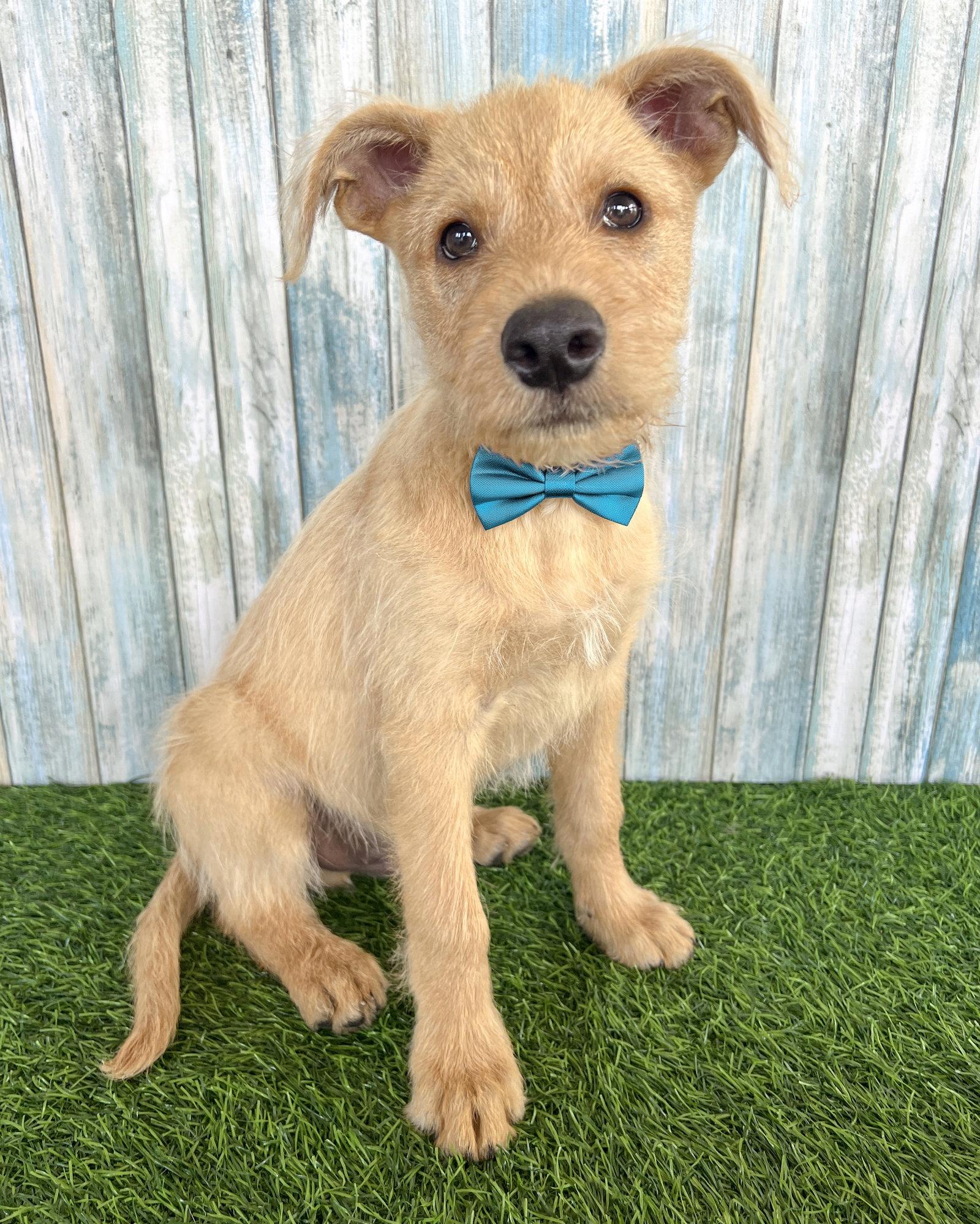Scruffy, a Adopted mixed breed in Corona, CA image 2/3