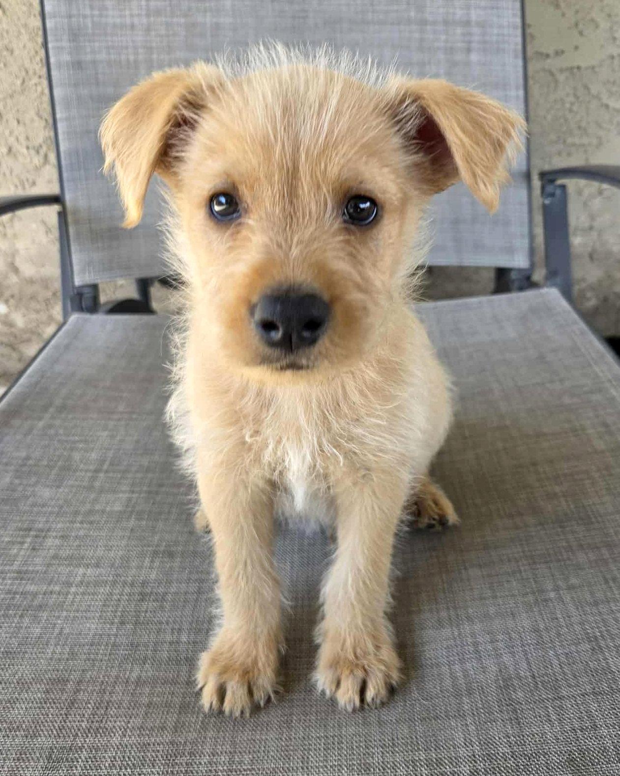 Scruffy, a Adopted mixed breed in Corona, CA image 3/3