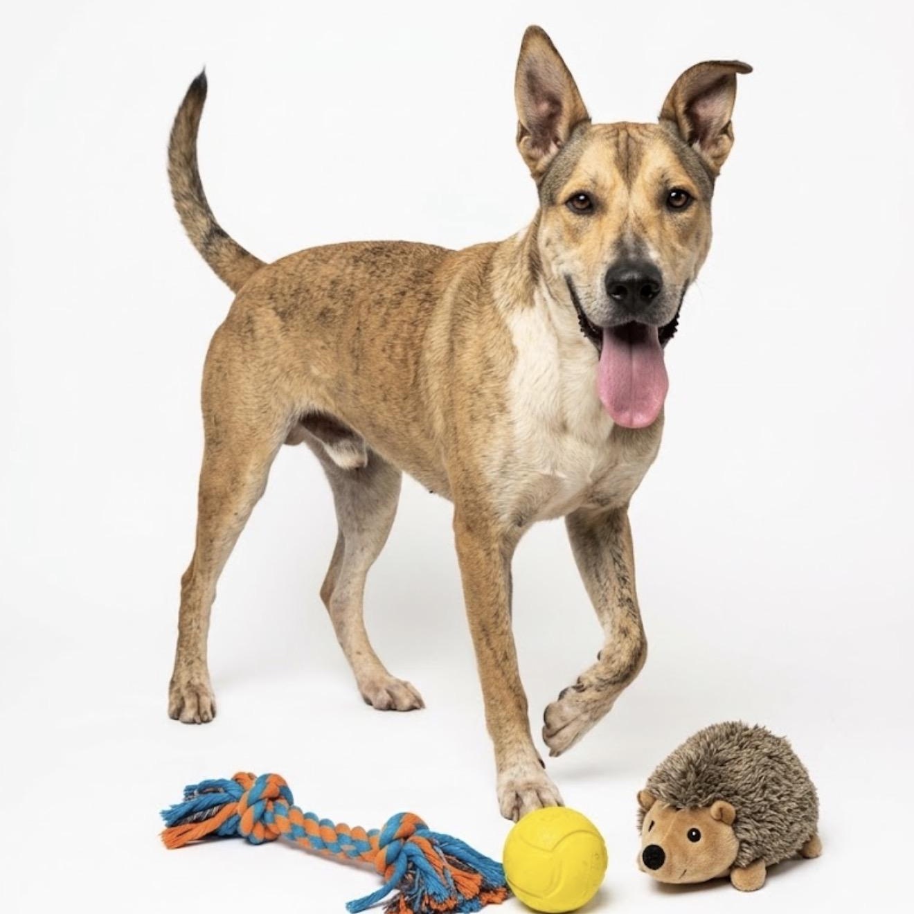Scooby, Adoptable, Adult Male Cattle Dog & Beagle.