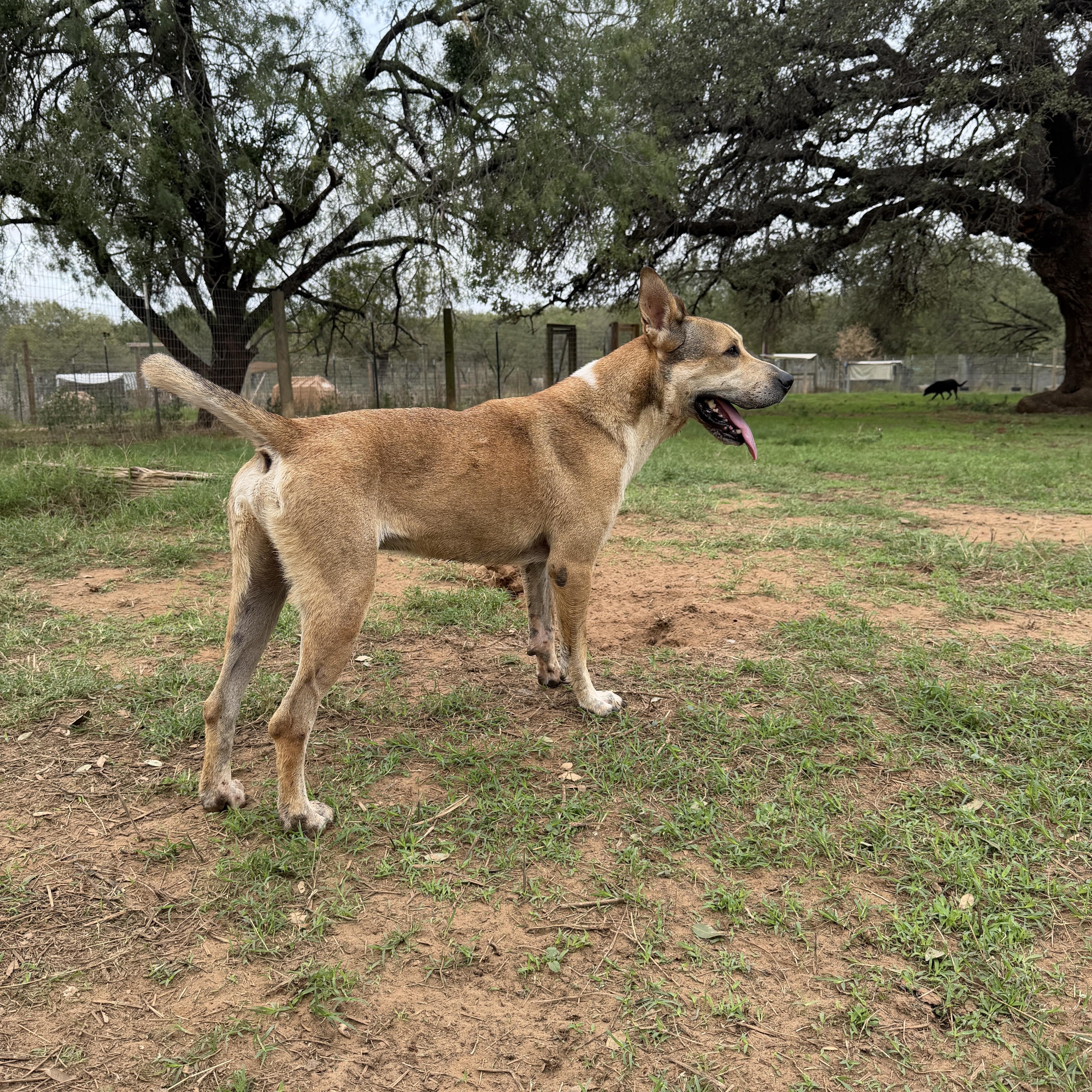 Enlarge Scooby, a Adoptable mixed breed in Seguin, TX image 3/4