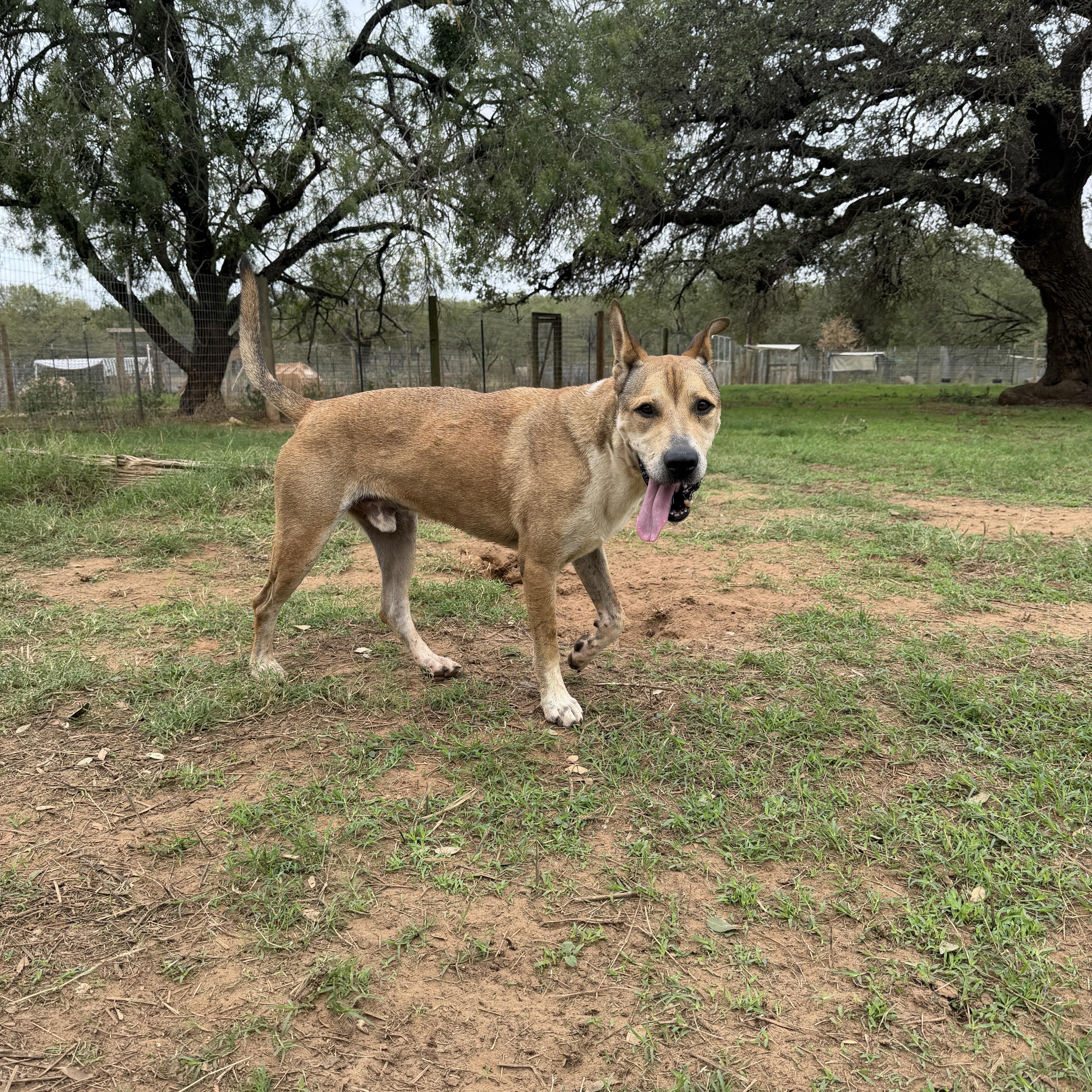 Enlarge Scooby, a Adoptable mixed breed in Seguin, TX image 4/4