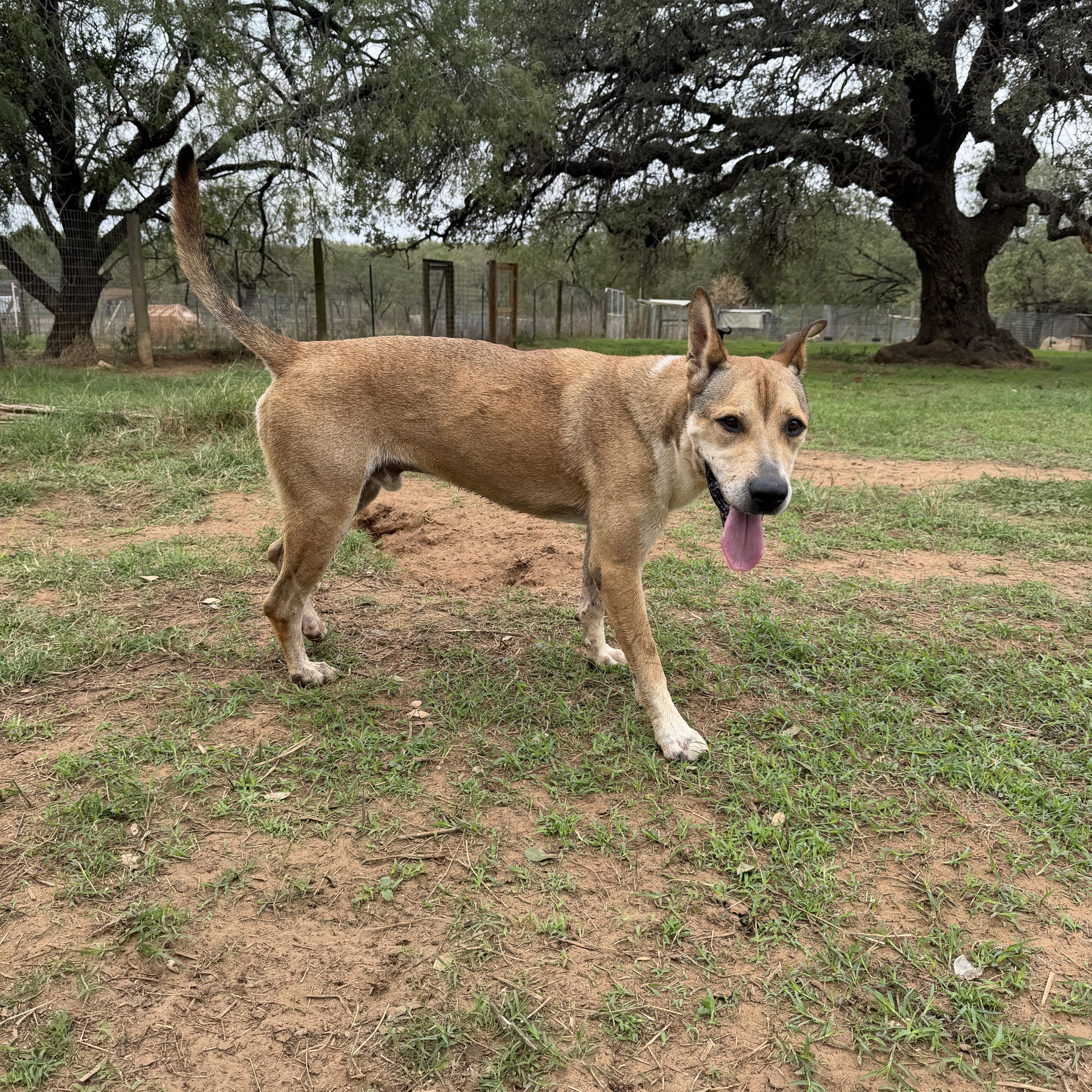 Enlarge Scooby, a Adoptable mixed breed in Seguin, TX image 2/4