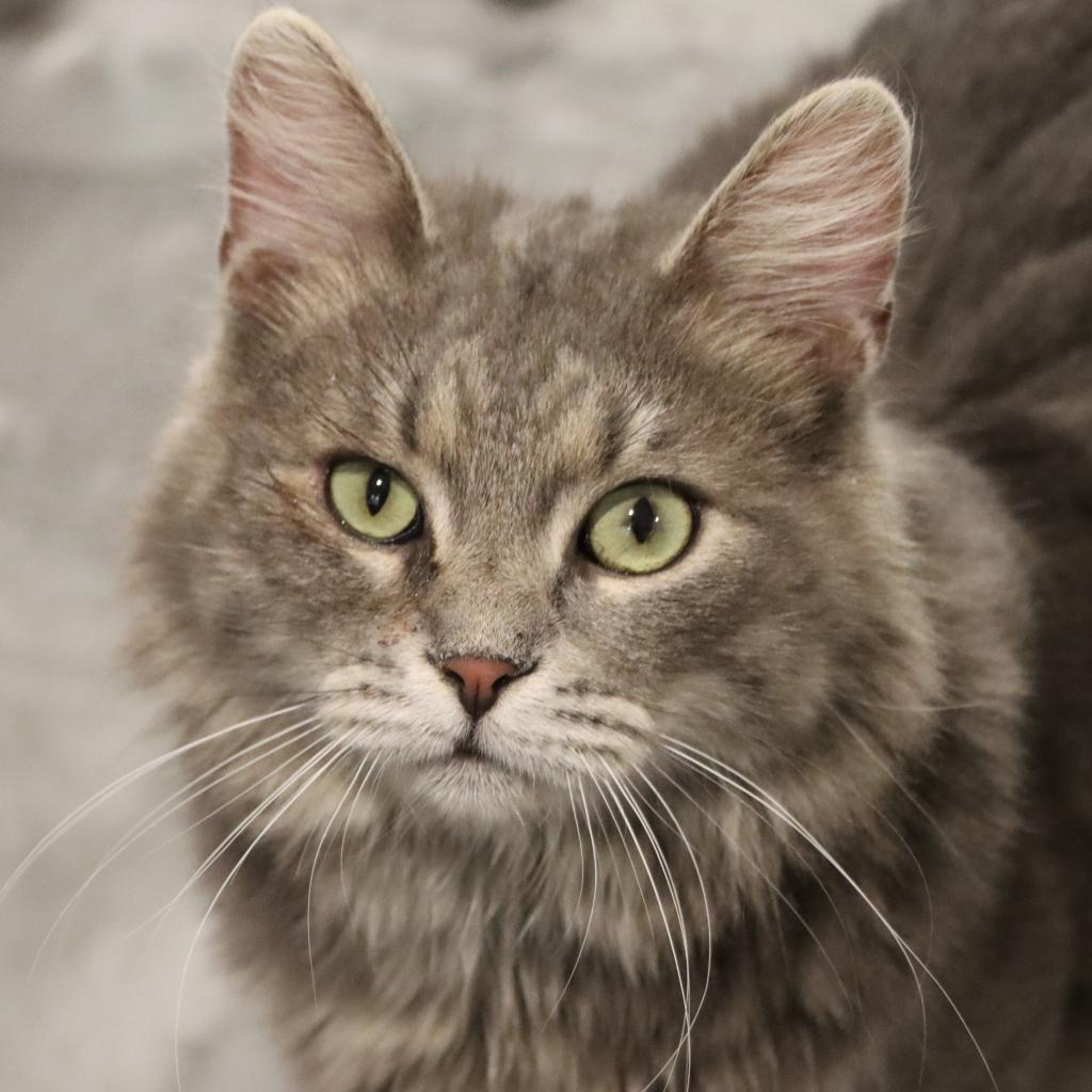 Kruna — thumbnail 2