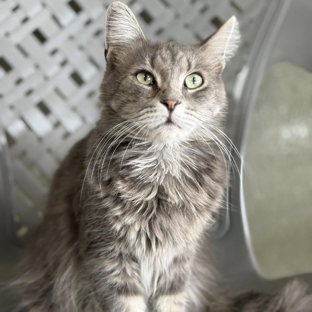 Kruna — thumbnail 3