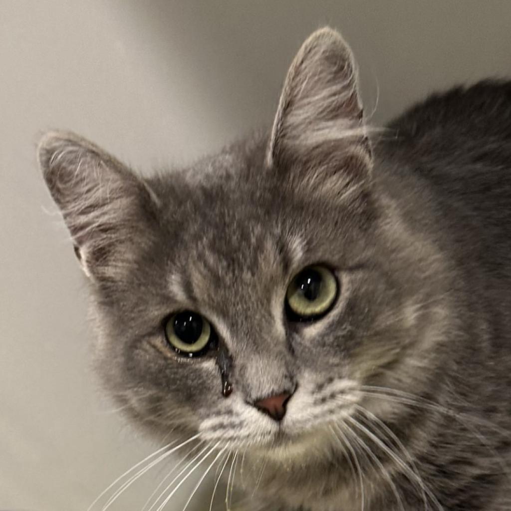 Kruna — thumbnail 4