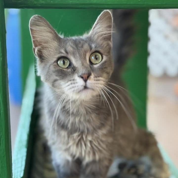 Kruna — thumbnail 5