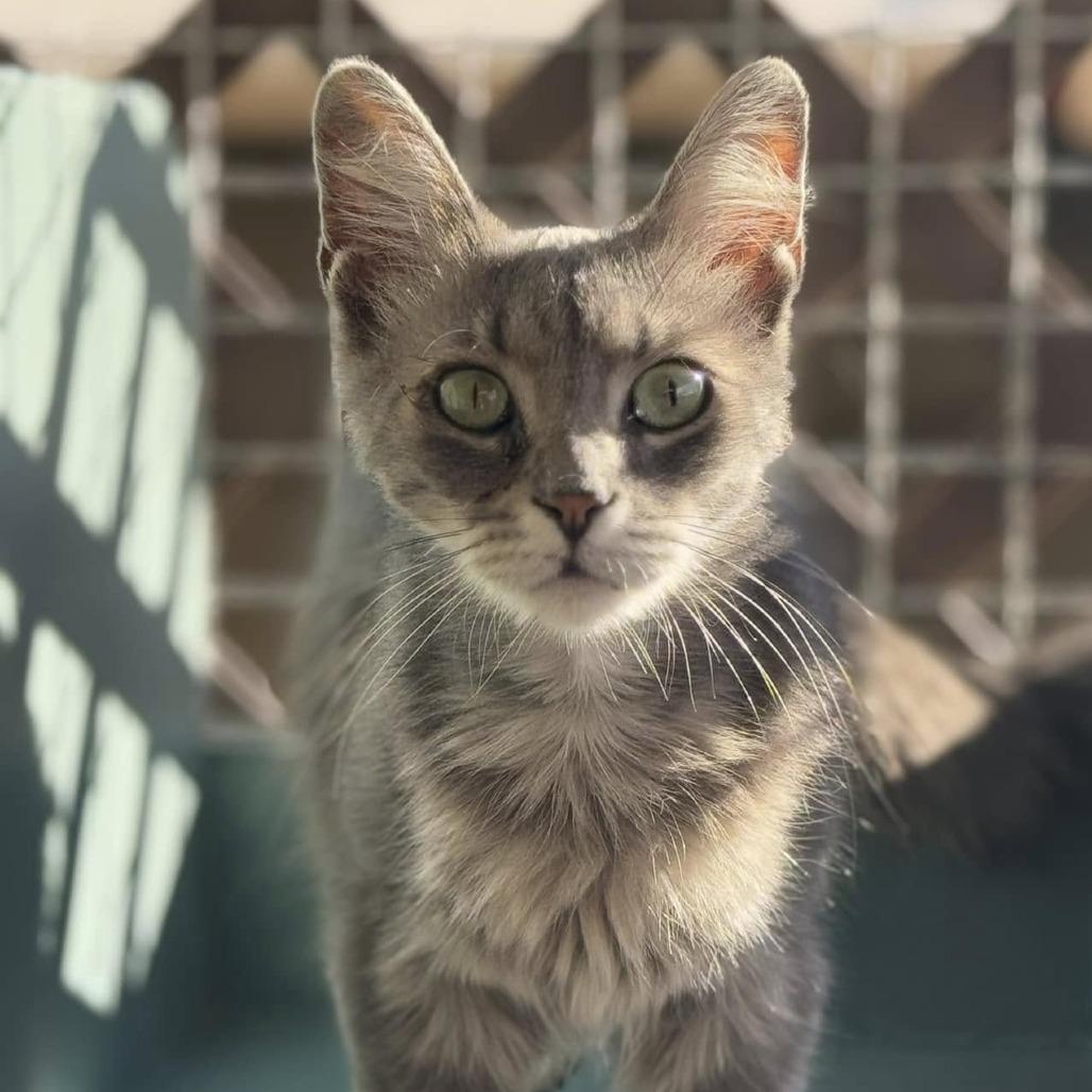 Kruna — thumbnail 6