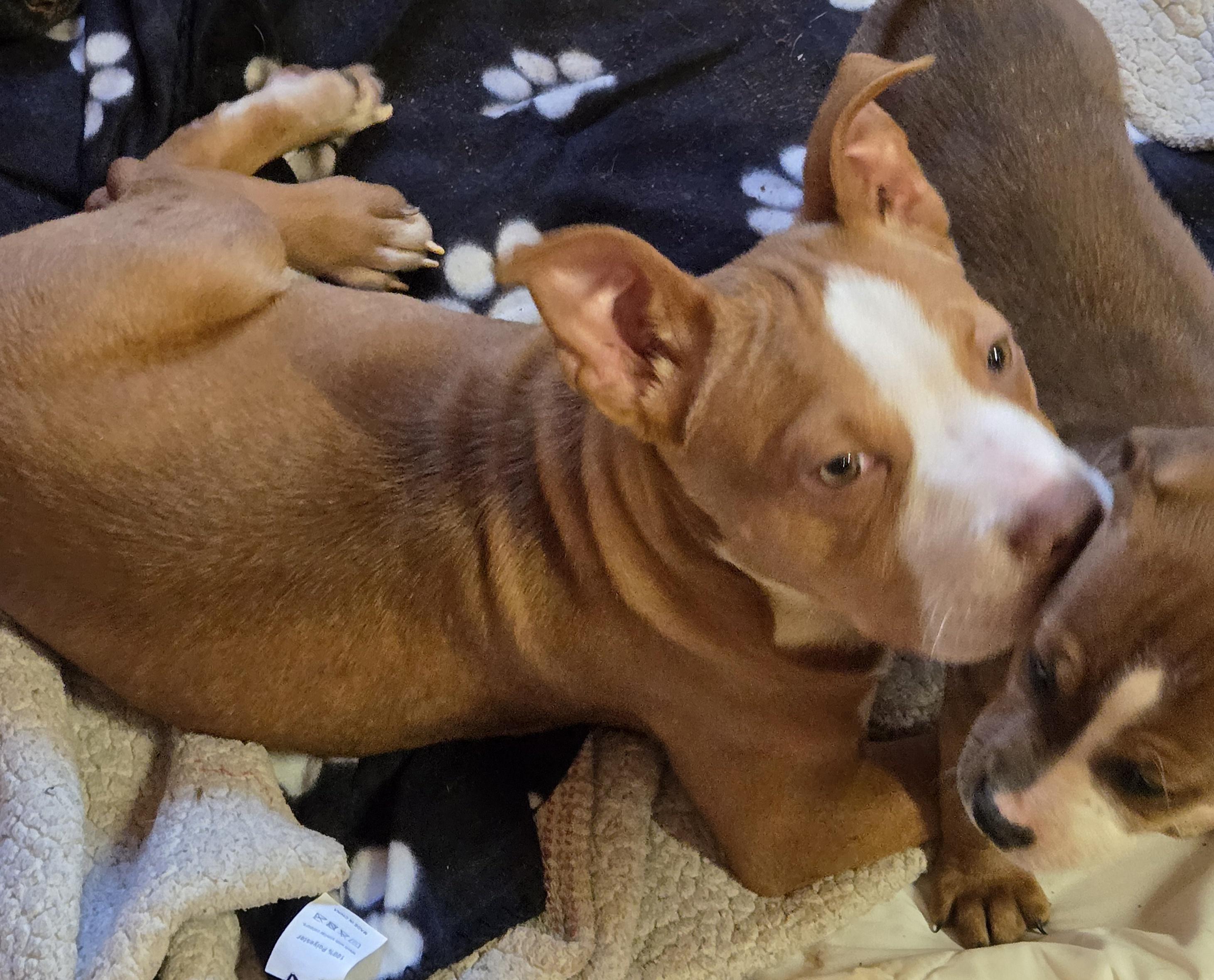 Enlarge Alex, a ADOPTABLE mixed breed in Abbeville, SC image 3/3