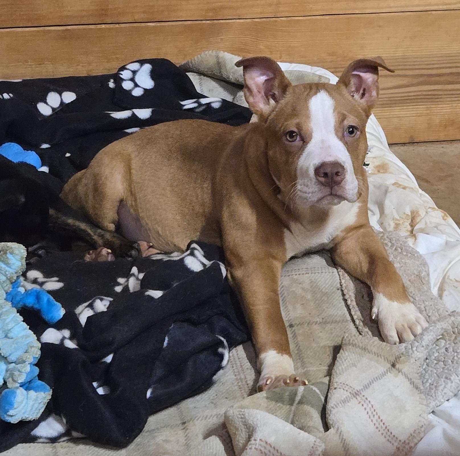 Alex, ADOPTABLE, Young Male American Bully.