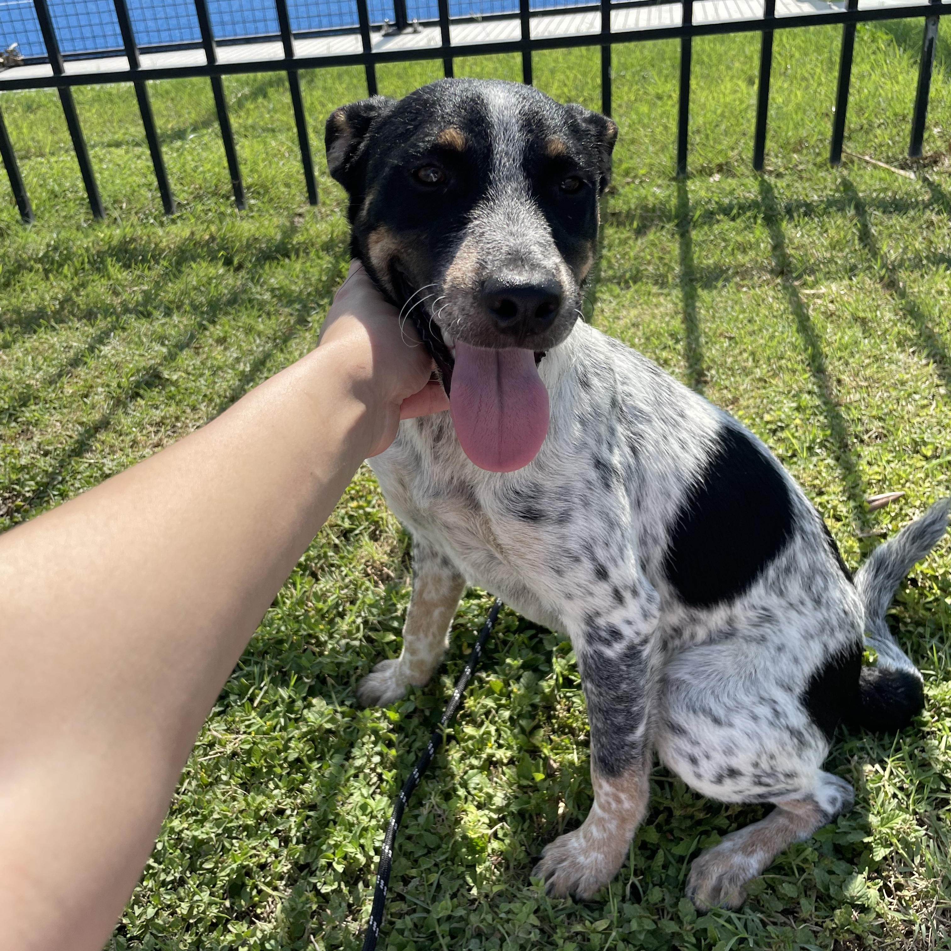 Minny, Baby Female Australian Cattle Dog / Blue Heeler