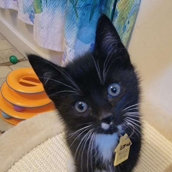 Leonardo-in foster, Adoptable, Kitten Male Domestic Short Hair.