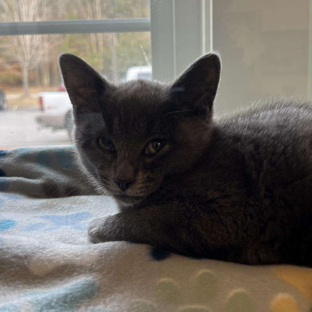 Enlarge Harrison, a Adoptable Domestic Short Hair in Ridgely, MD image 1/4