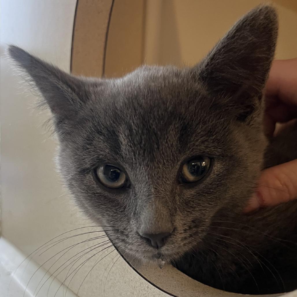 Enlarge Harrison, a Adoptable Domestic Short Hair in Ridgely, MD image 2/4