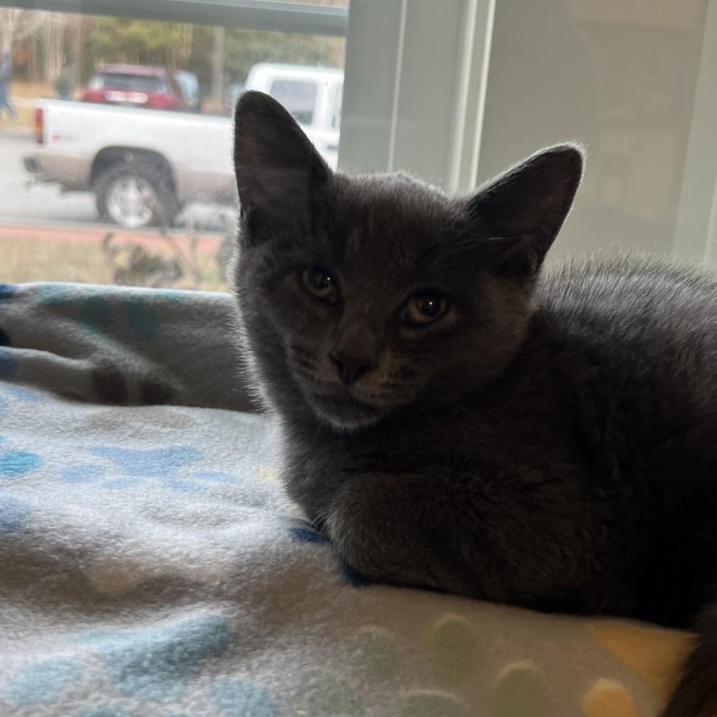 Enlarge Harrison, a Adoptable Domestic Short Hair in Ridgely, MD image 3/4