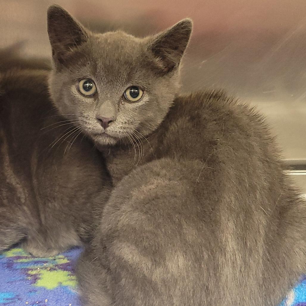 Enlarge Harrison, a Adoptable Domestic Short Hair in Ridgely, MD image 4/4