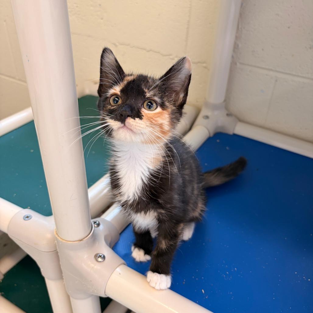 Enlarge Vanilla, a Adoptable Domestic Short Hair in Franklin, NC image 1/2