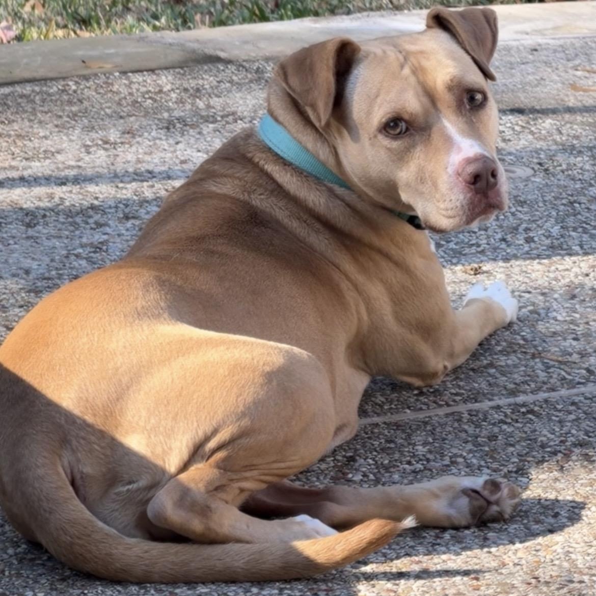 Bella, an adopted mixed breed in Indianapolis, IN image 4/6