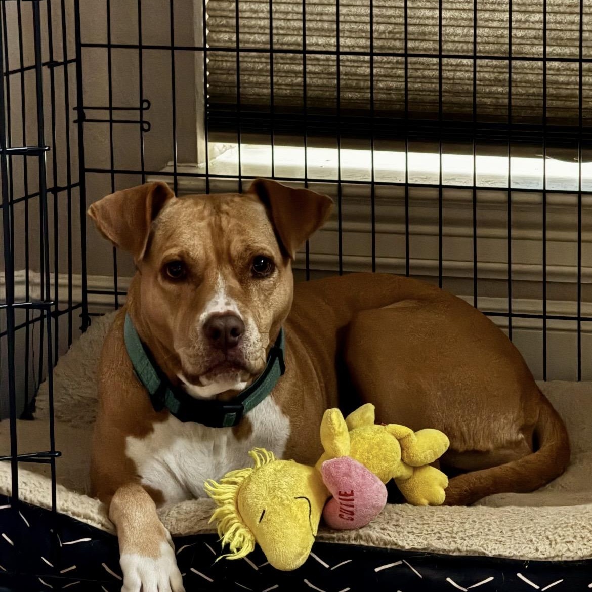 Bella, an adopted mixed breed in Indianapolis, IN image 6/6