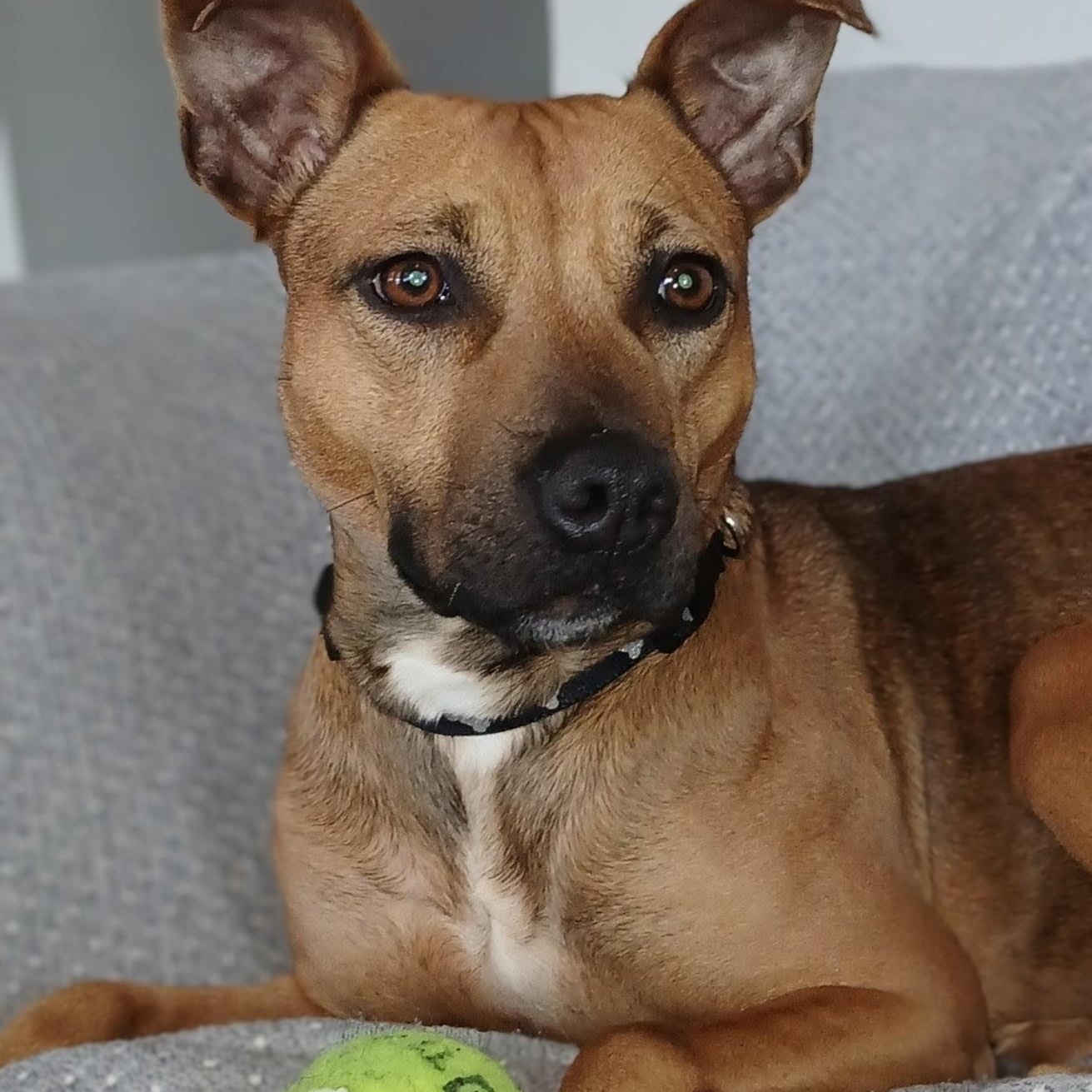 Addison "Addie", a Adoptable mixed breed in Staunton, VA image 1/6