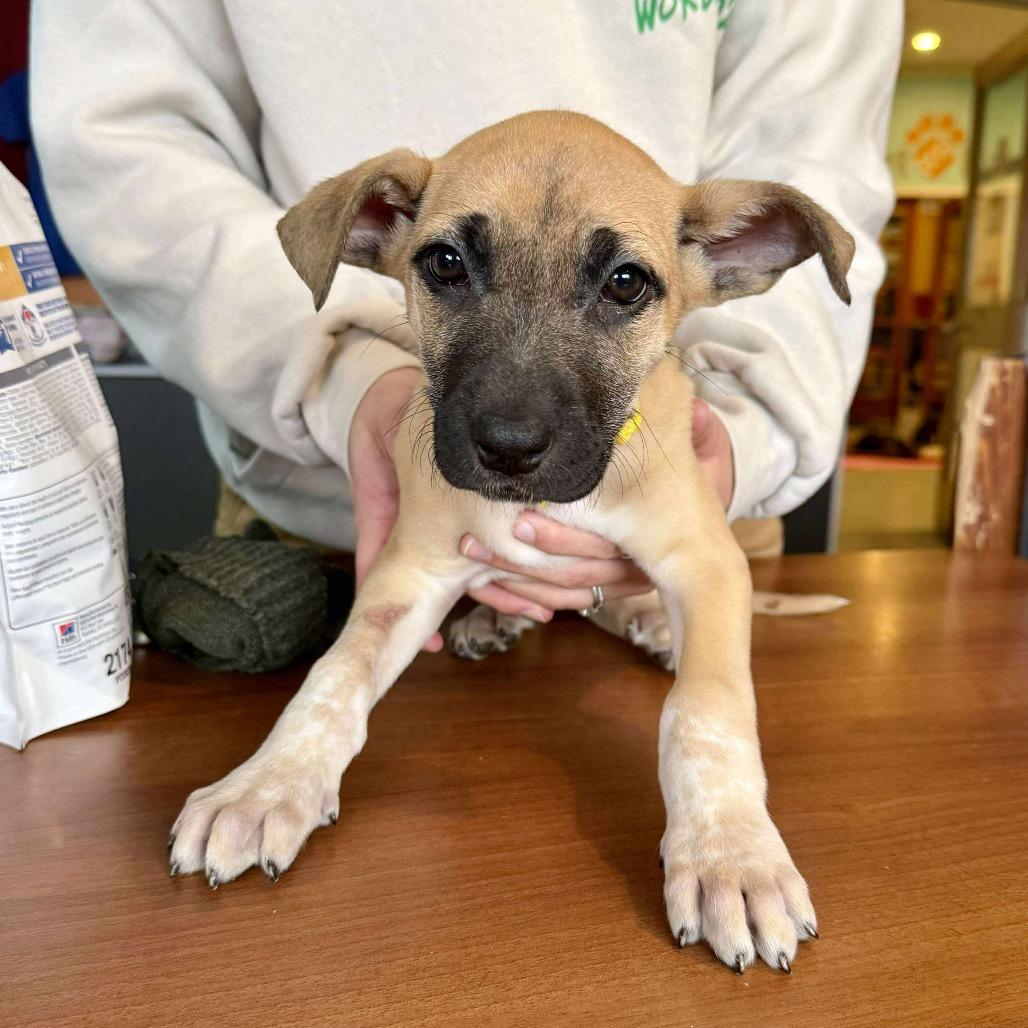 Posey (Cleared and ready today!), Adoptable, Puppy Female Pit Bull Terrier.