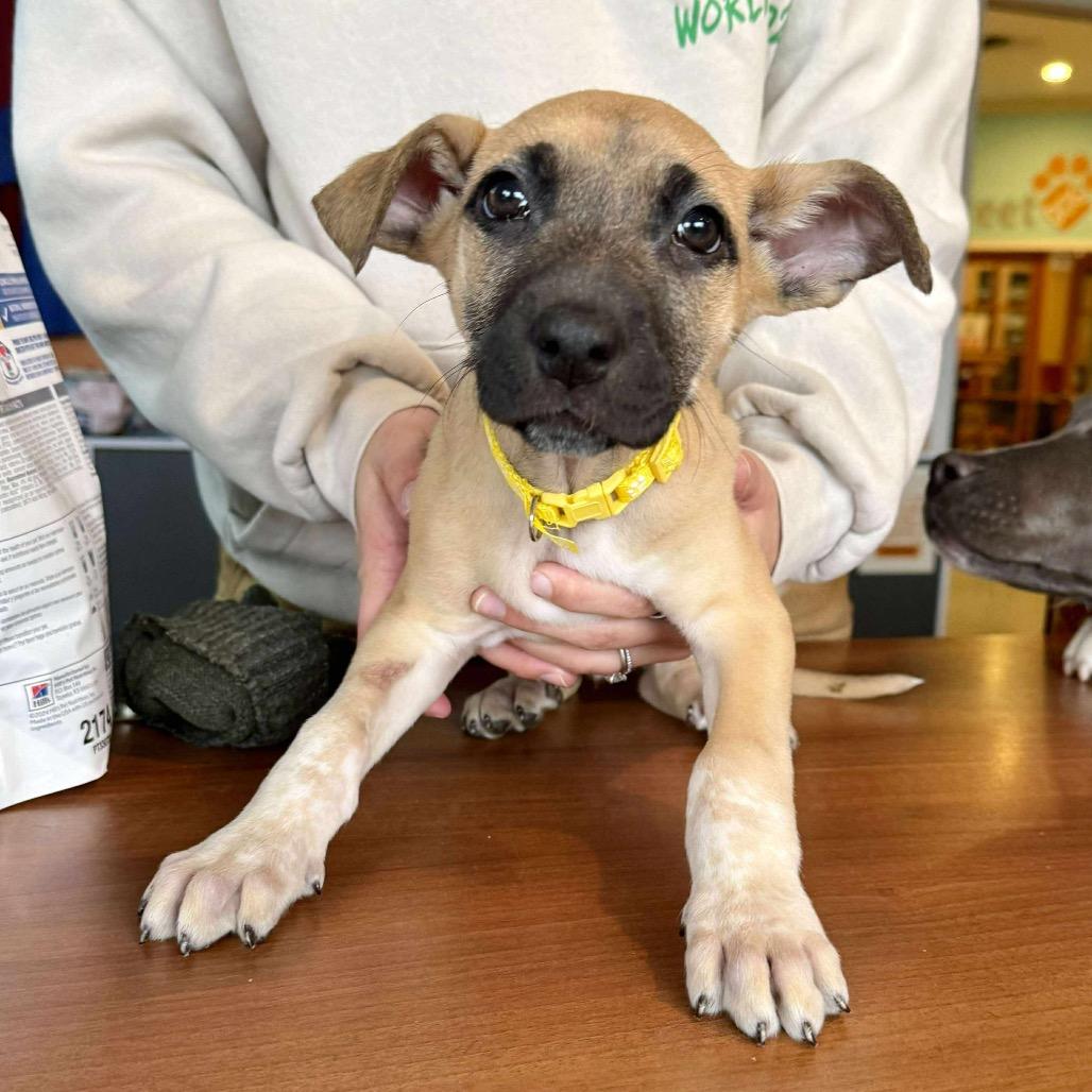 Enlarge Posey (Cleared and ready today!), a Adoptable mixed breed in Bend, OR image 2/2