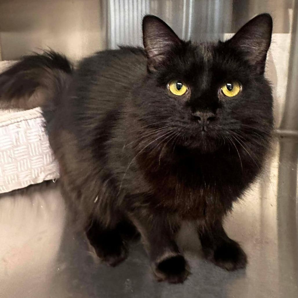 Twix, Adoptable, Young Female Domestic Long Hair.