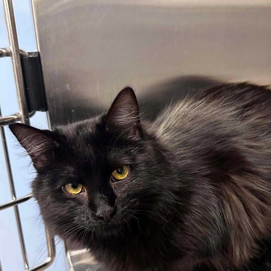 Enlarge Twix, a Adoptable Domestic Long Hair in Port Neches, TX image 2/6