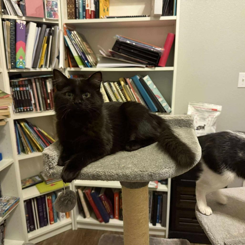 Enlarge Twix, a Adoptable Domestic Long Hair in Port Neches, TX image 4/6