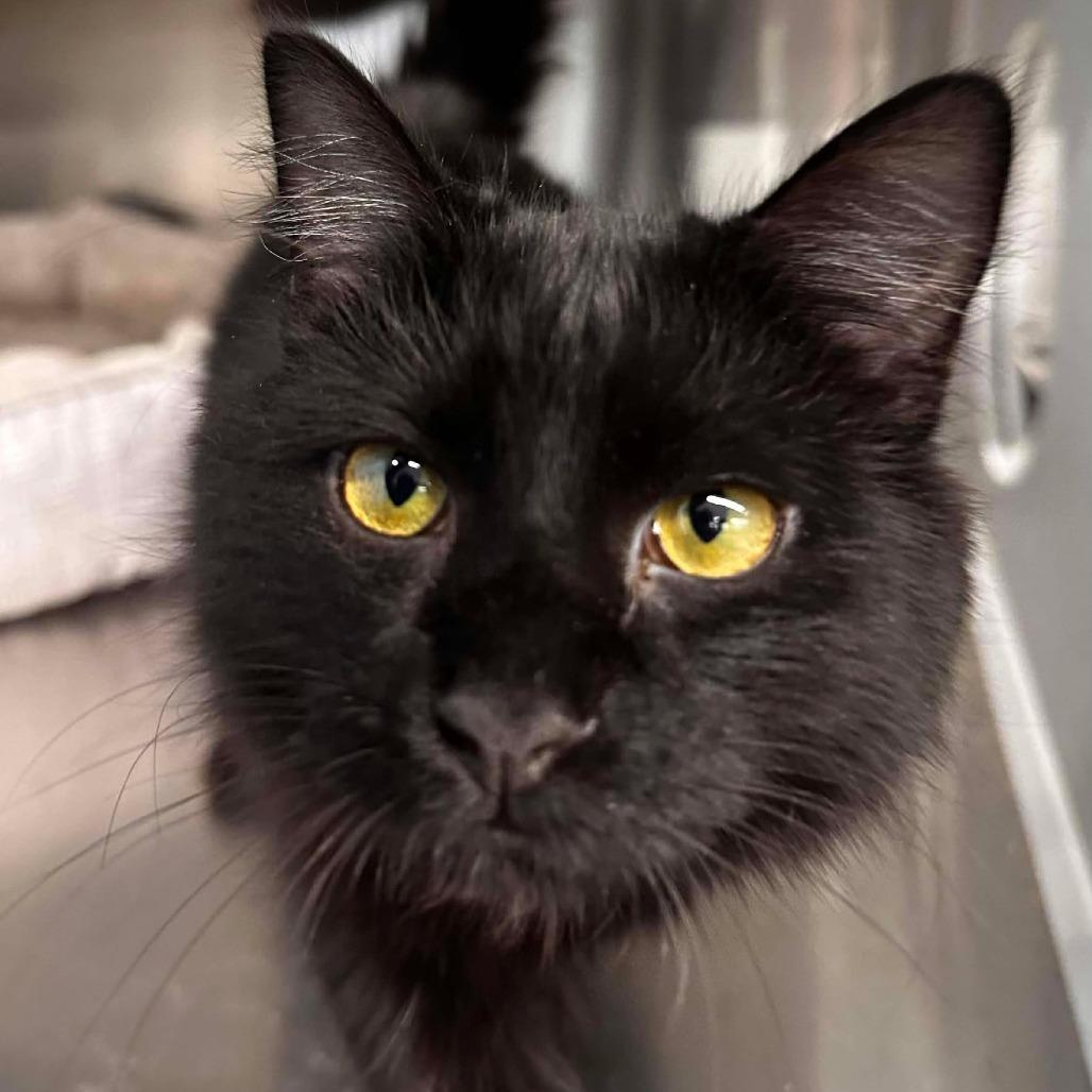 Enlarge Twix, a Adoptable Domestic Long Hair in Port Neches, TX image 5/6