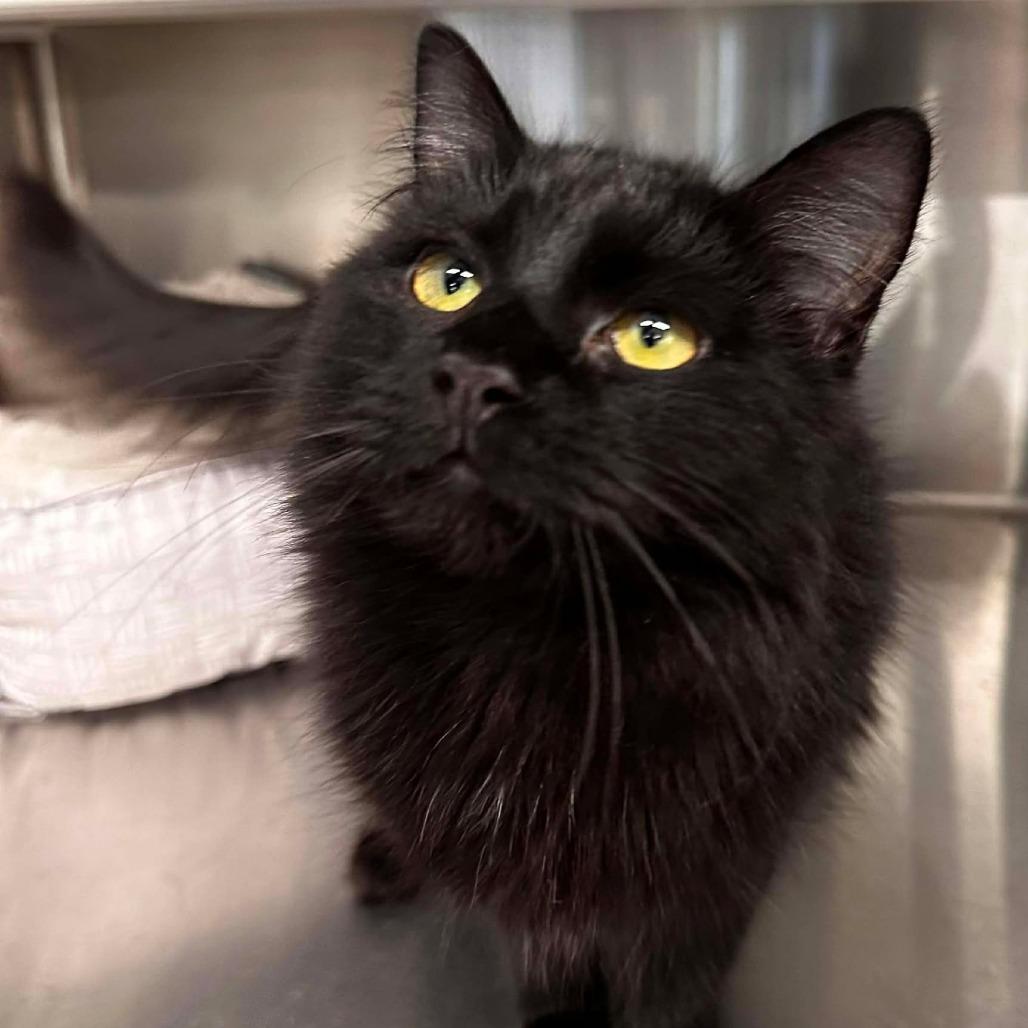 Enlarge Twix, a Adoptable Domestic Long Hair in Port Neches, TX image 6/6