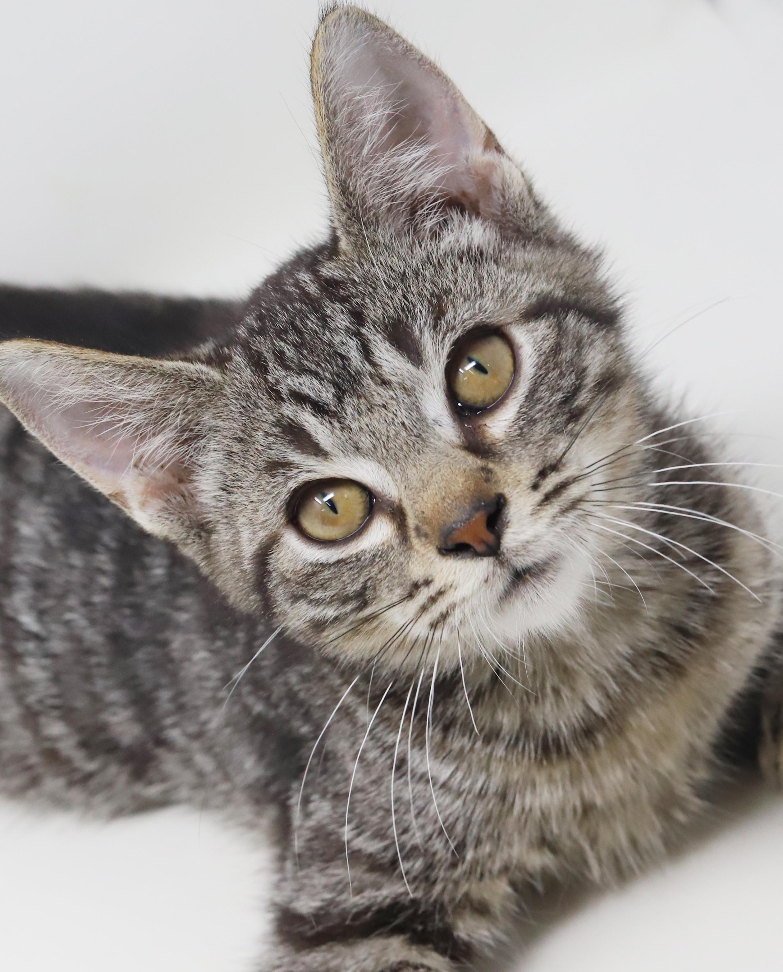 Dimitri - he is a DOLL - happy cuddly and just perfect!  Loves sister Anastasia, Adoptable, Kitten Male Tabby & Bengal.