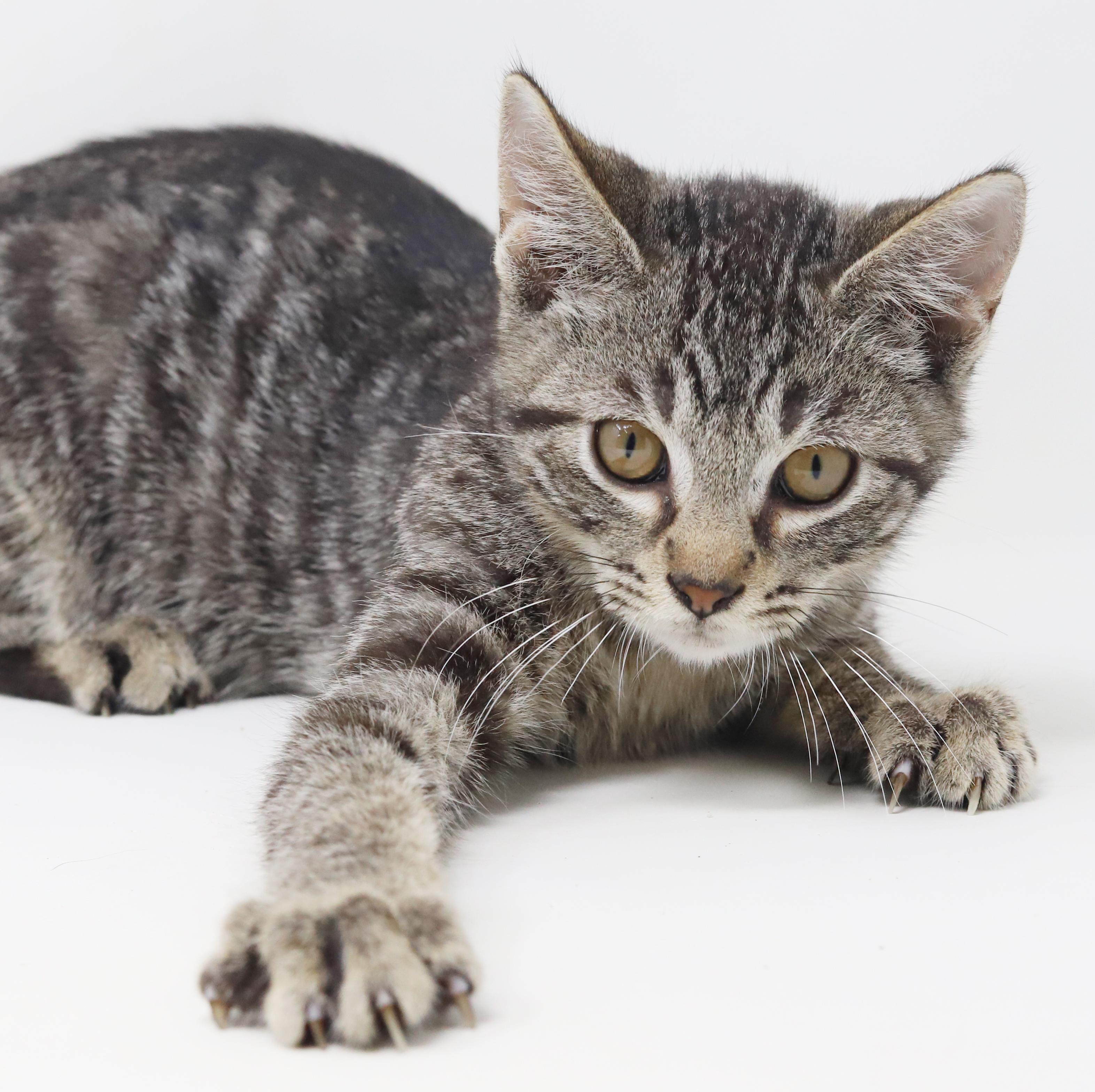 Dimitri - he is a DOLL - happy cuddly and just perfect! Loves sister Anastasia, a Adoptable mixed breed in Bedford Hills, NY image 3/6