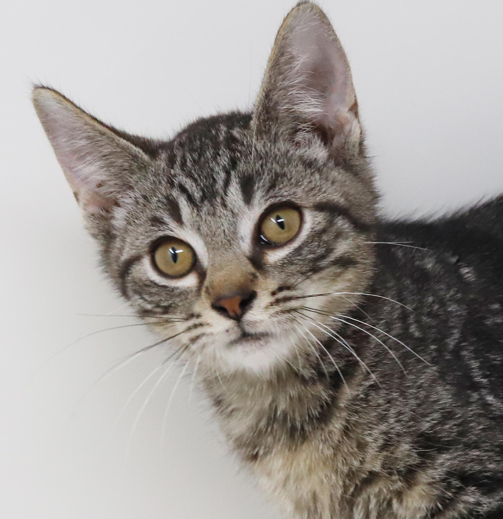 Dimitri - he is a DOLL - happy cuddly and just perfect! Loves sister Anastasia, a Adoptable mixed breed in Bedford Hills, NY image 4/6