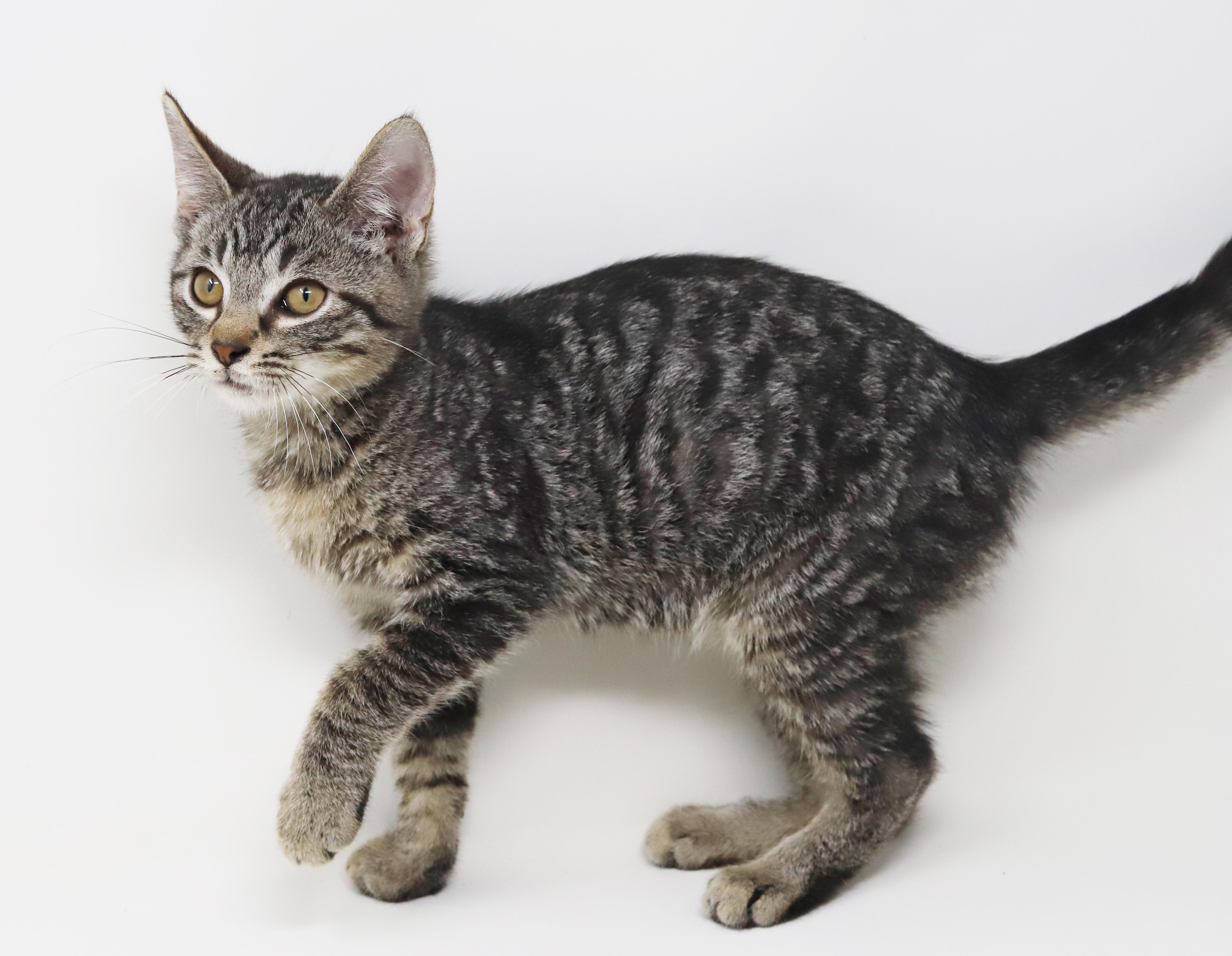 Dimitri - he is a DOLL - happy cuddly and just perfect! Loves sister Anastasia, a Adoptable mixed breed in Bedford Hills, NY image 2/6