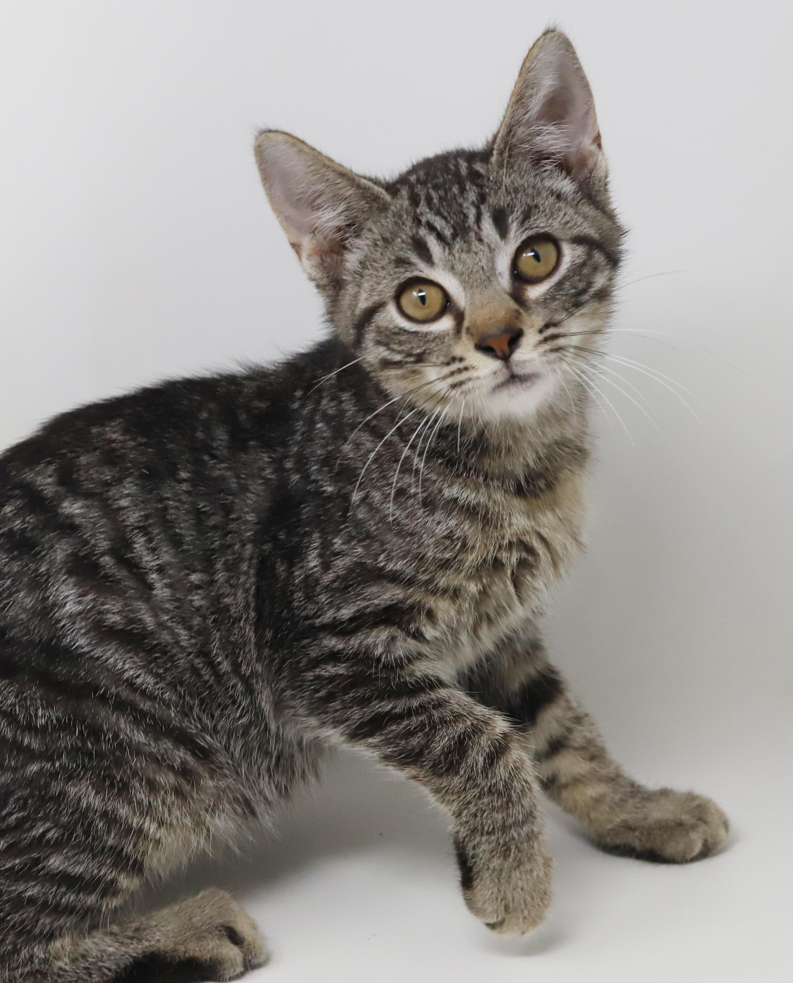 Dimitri - he is a DOLL - happy cuddly and just perfect! Loves sister Anastasia, a Adoptable mixed breed in Bedford Hills, NY image 5/6