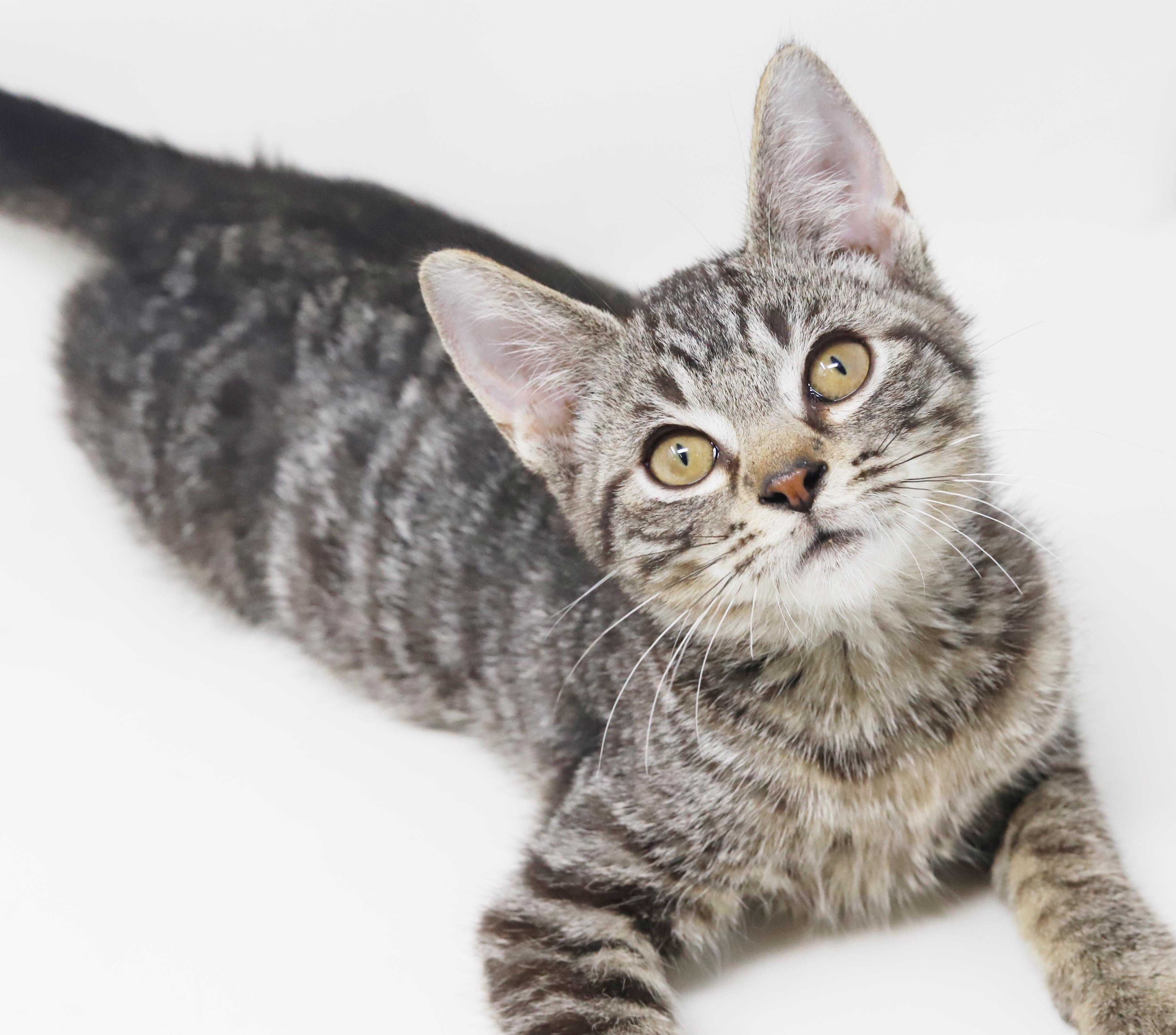 Dimitri - he is a DOLL - happy cuddly and just perfect! Loves sister Anastasia, a Adoptable mixed breed in Bedford Hills, NY image 6/6