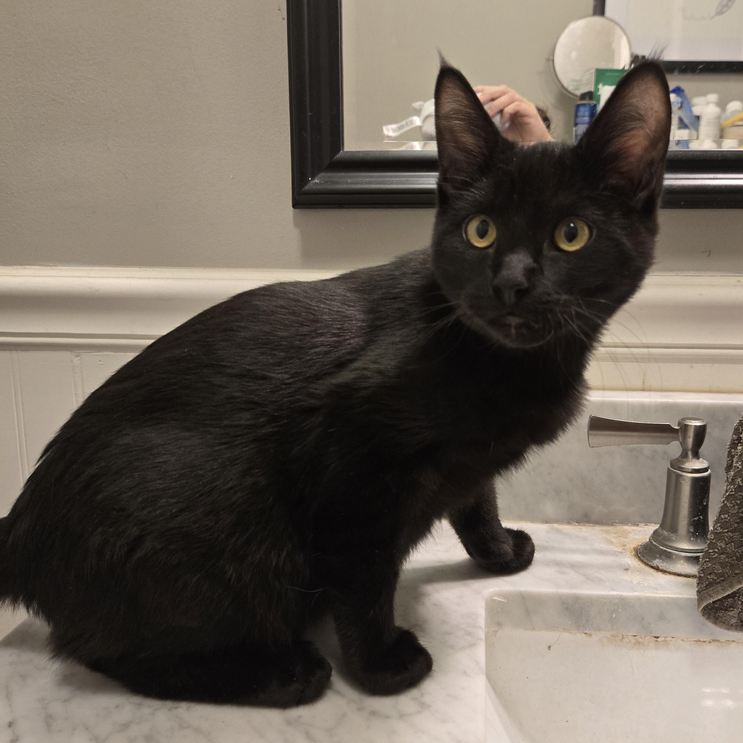 Bradley, a Adoptable Domestic Short Hair in Sedalia, MO image 1/3