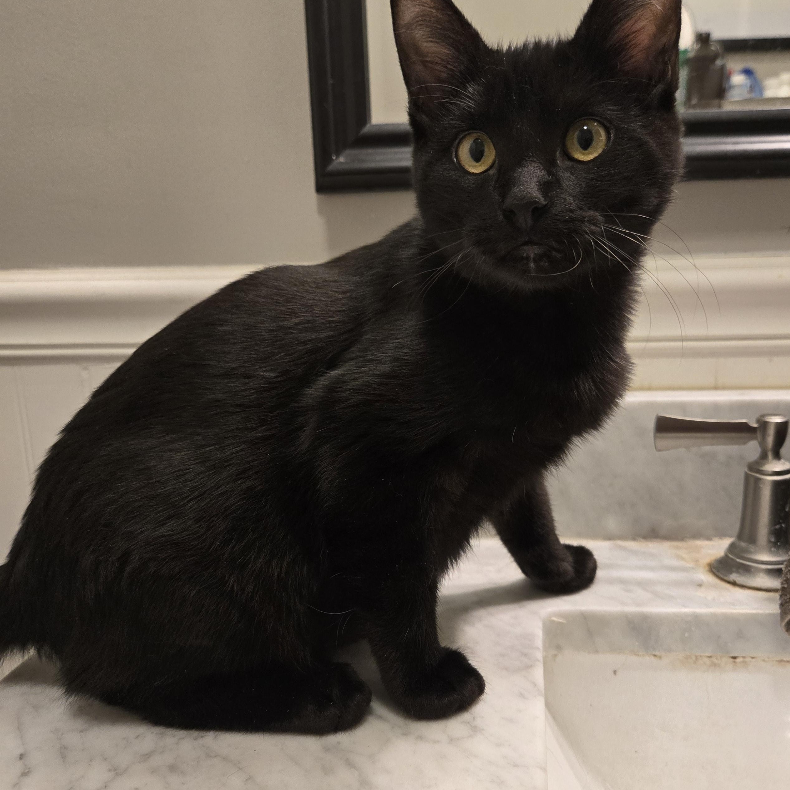 Bradley, a Adoptable Domestic Short Hair in Sedalia, MO image 3/3