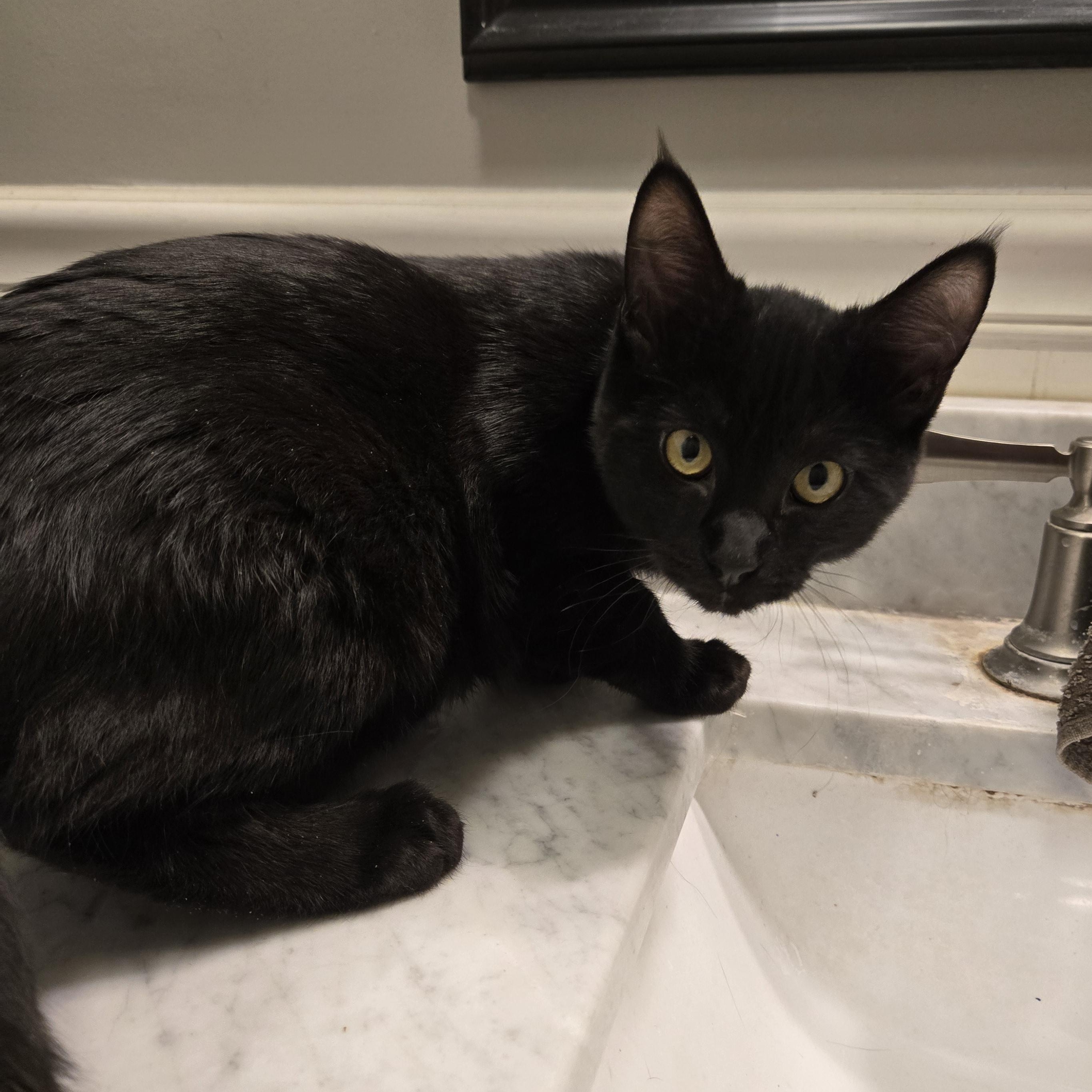 Bradley, a Adoptable Domestic Short Hair in Sedalia, MO image 2/3