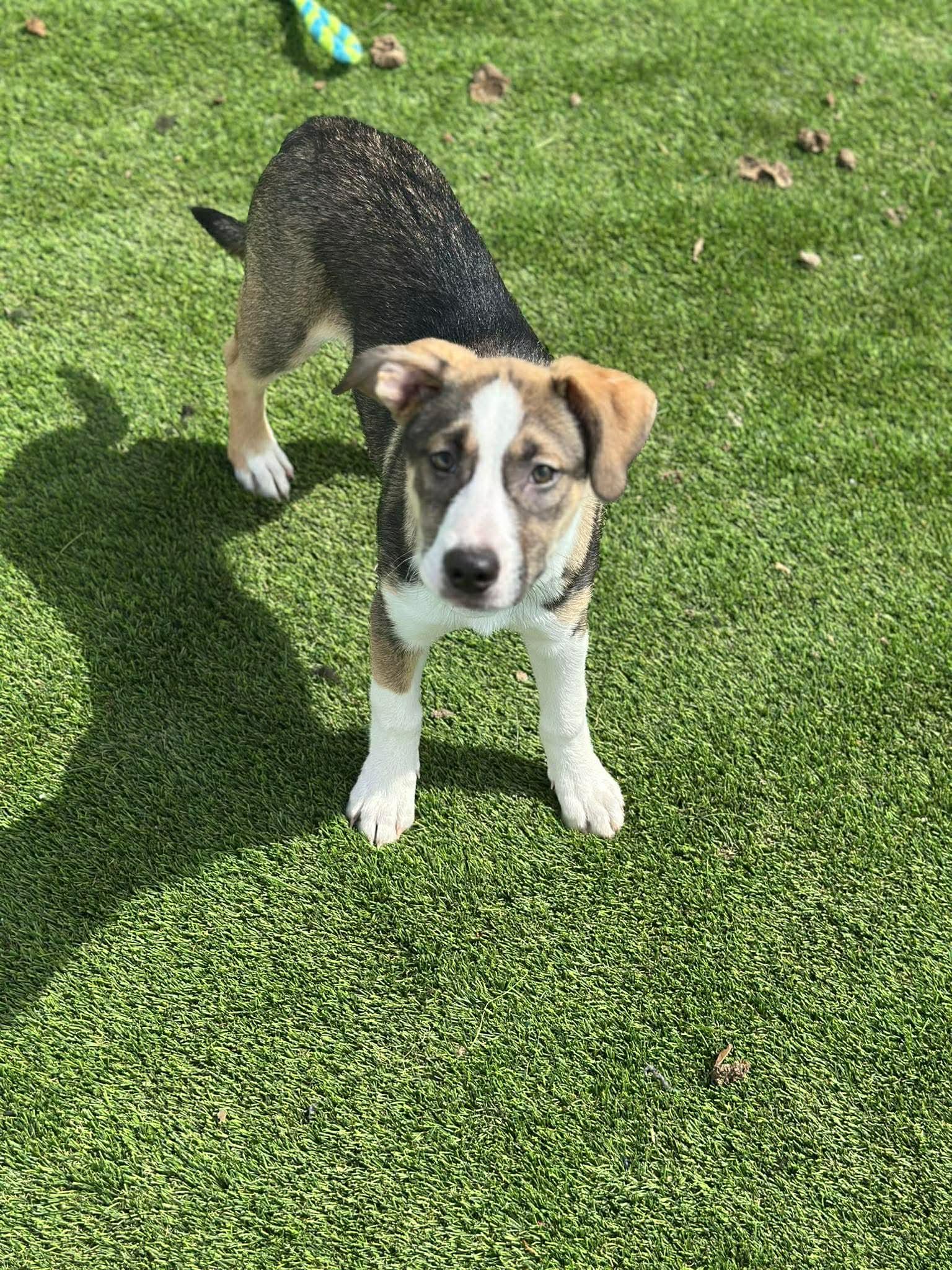 Enlarge Wyatt, a ADOPTABLE Mixed Breed in Monona, WI image 1/6