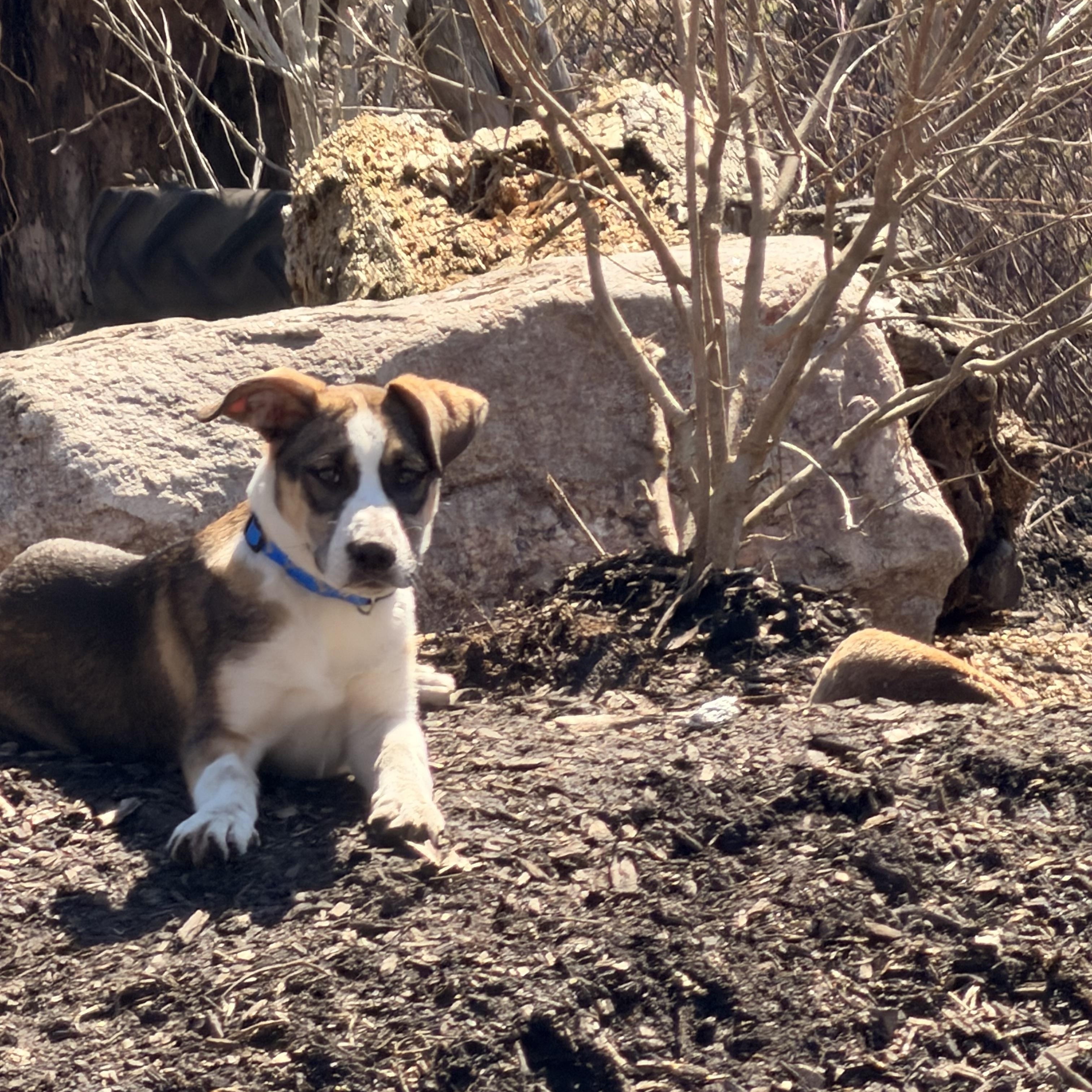 Enlarge Wyatt, a ADOPTABLE Mixed Breed in Monona, WI image 2/6