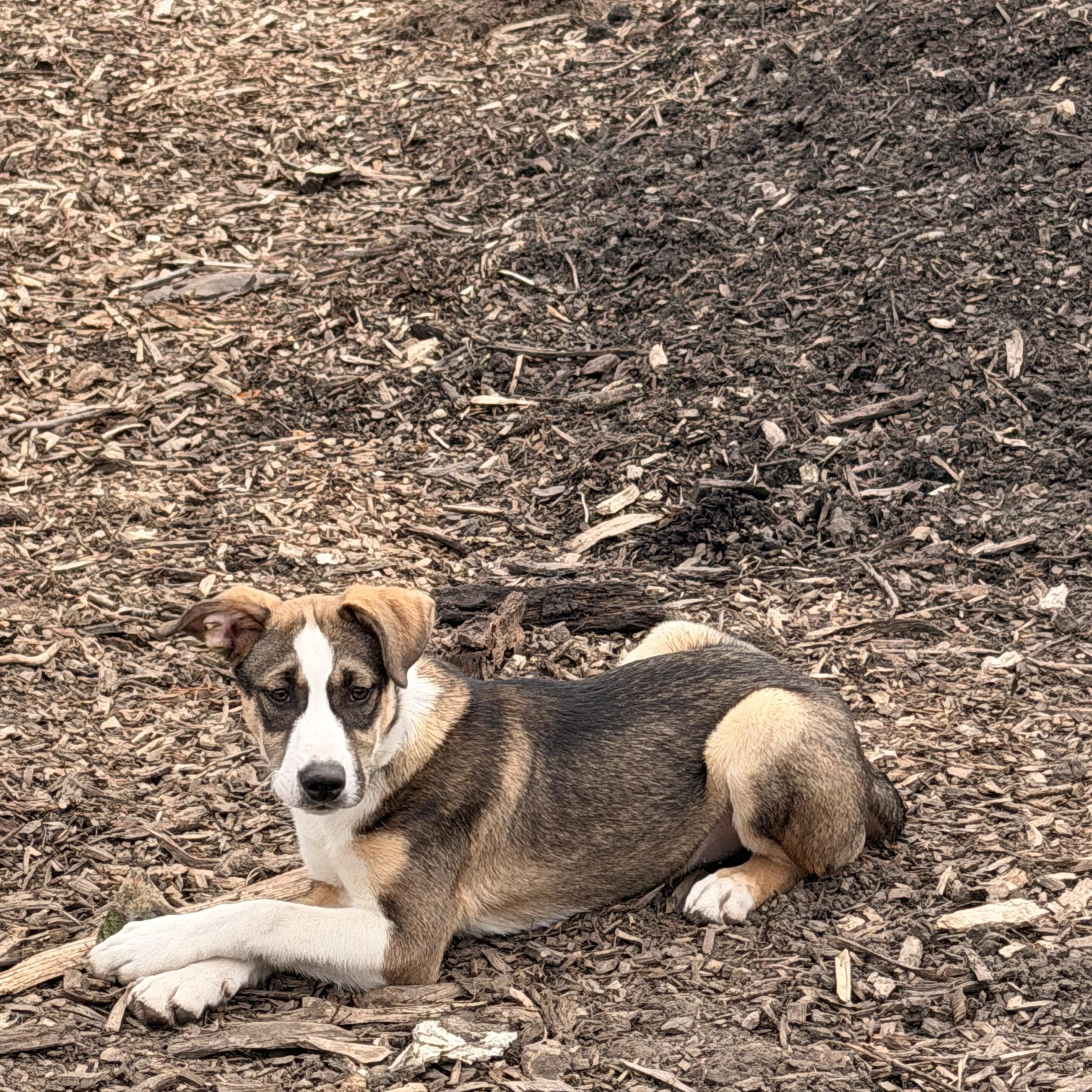 Enlarge Wyatt, a ADOPTABLE Mixed Breed in Monona, WI image 3/6