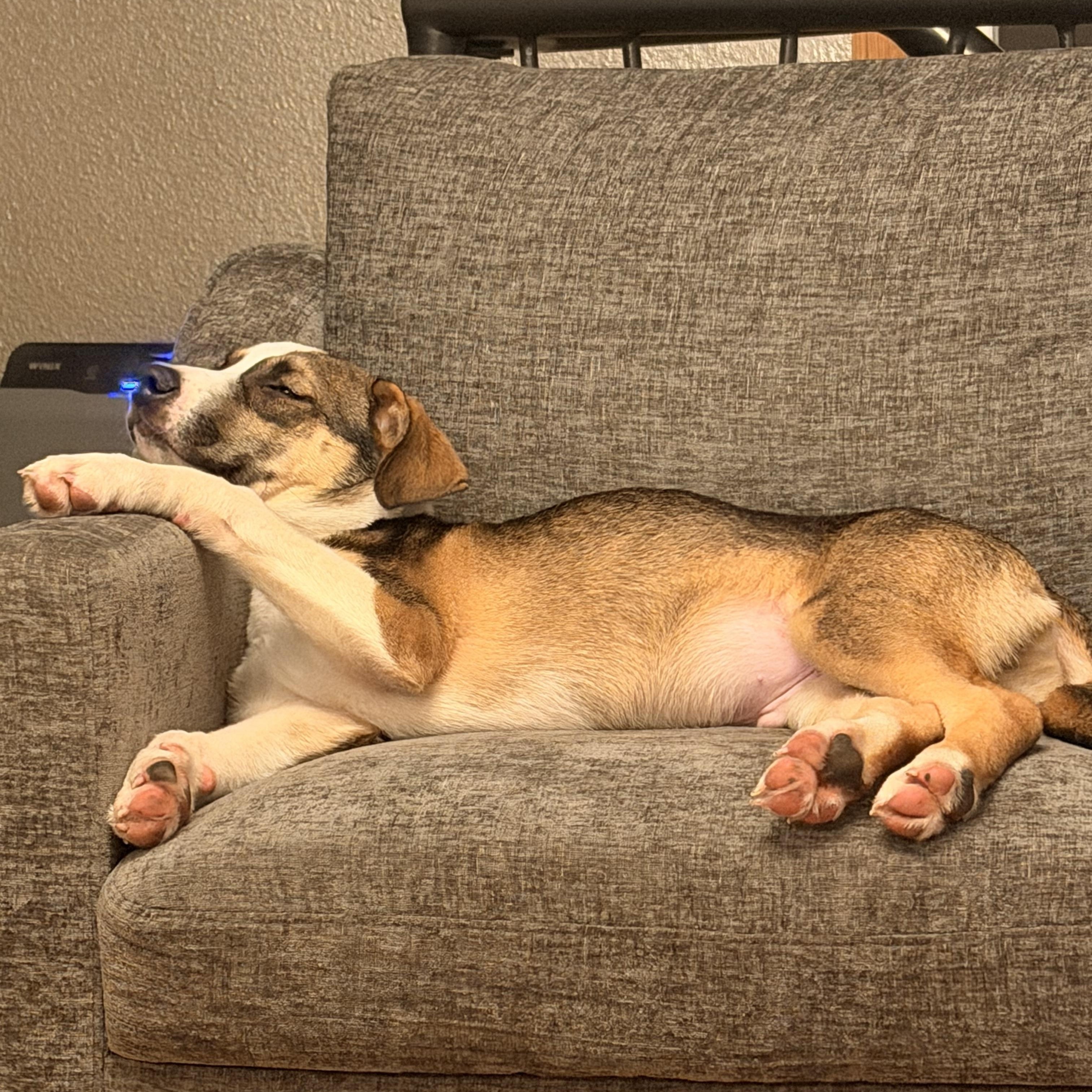 Enlarge Wyatt, a ADOPTABLE Mixed Breed in Monona, WI image 5/6