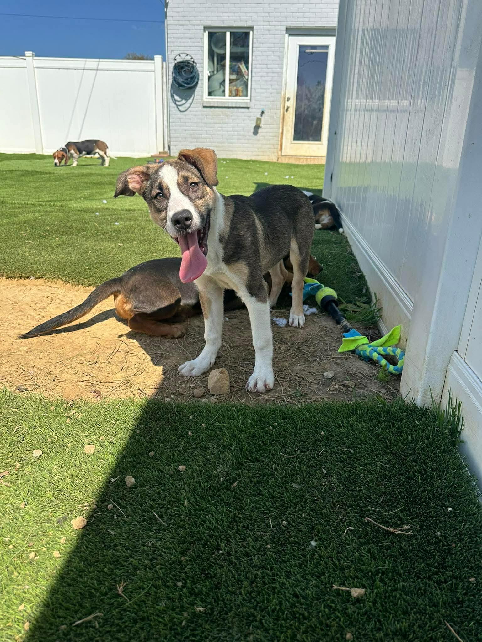 Enlarge Wyatt, a ADOPTABLE Mixed Breed in Monona, WI image 4/6