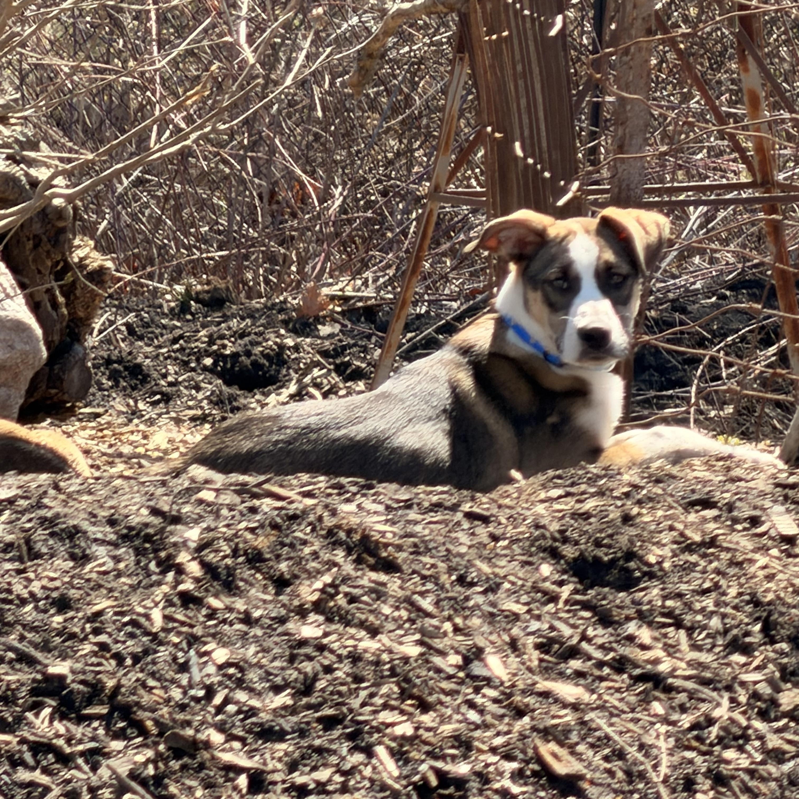 Enlarge Wyatt, a ADOPTABLE Mixed Breed in Monona, WI image 6/6