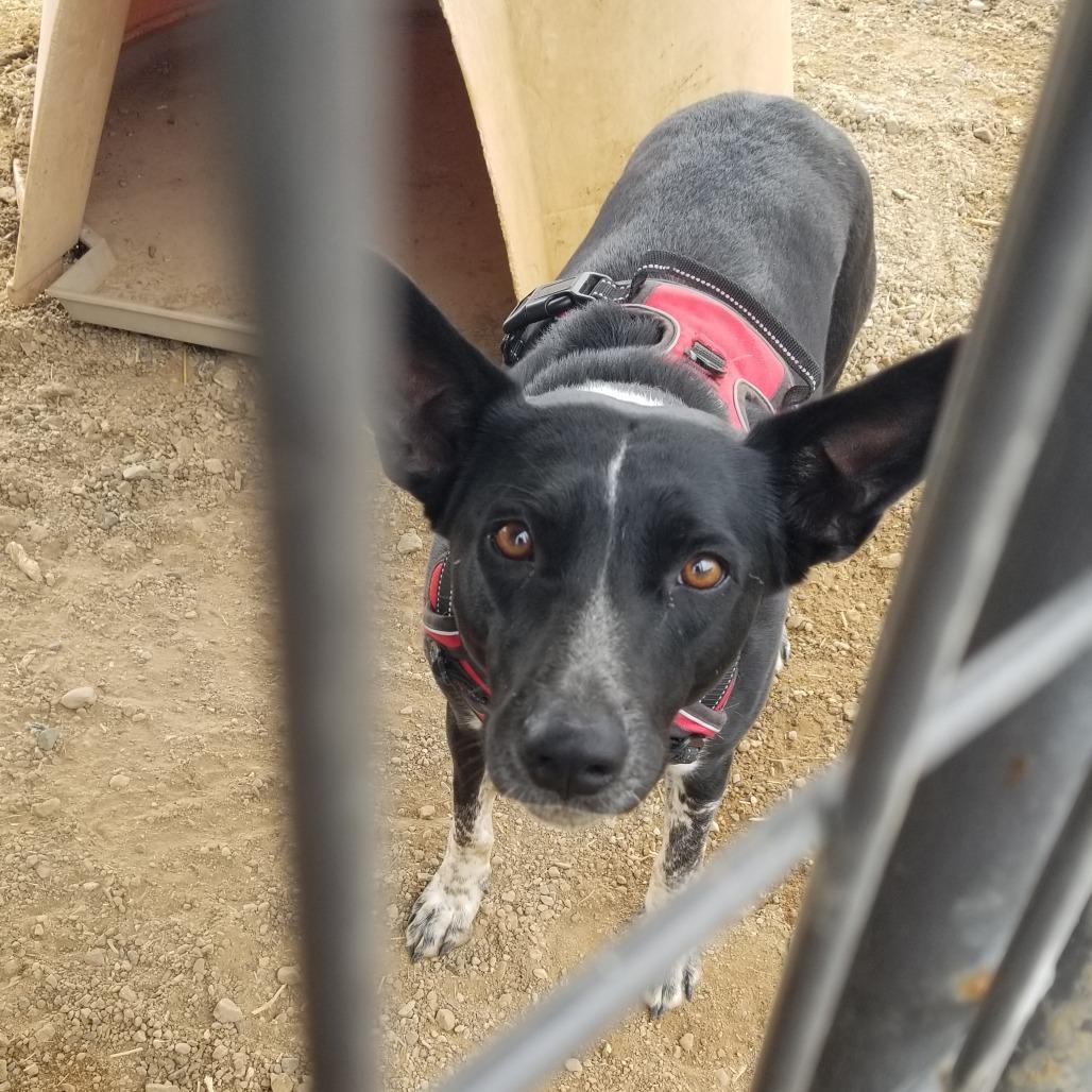 Cookie, Adoptable, Adult Female Mixed Breed.