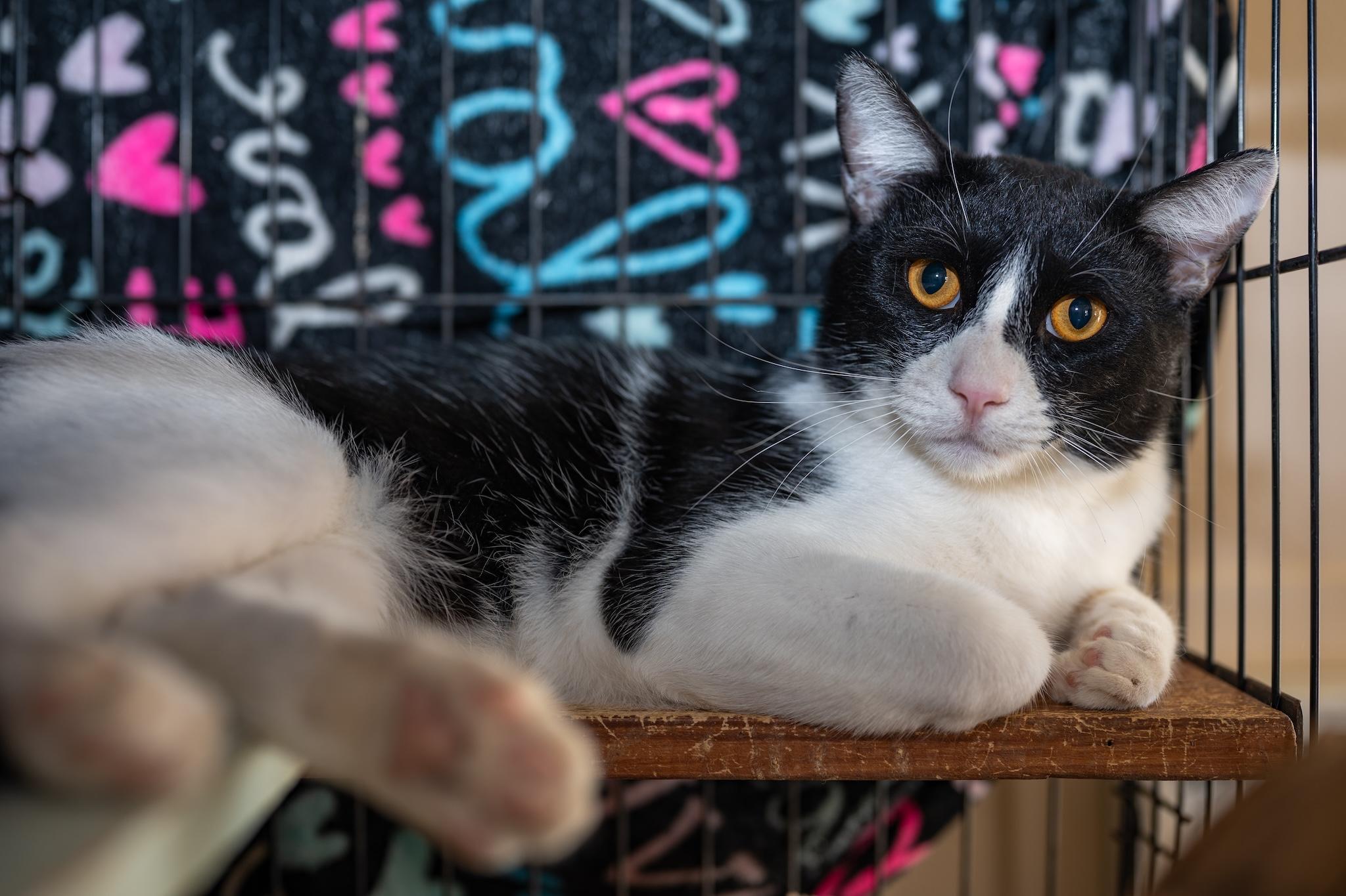 WHISKEY, Adoptable, Adult Male Tuxedo.