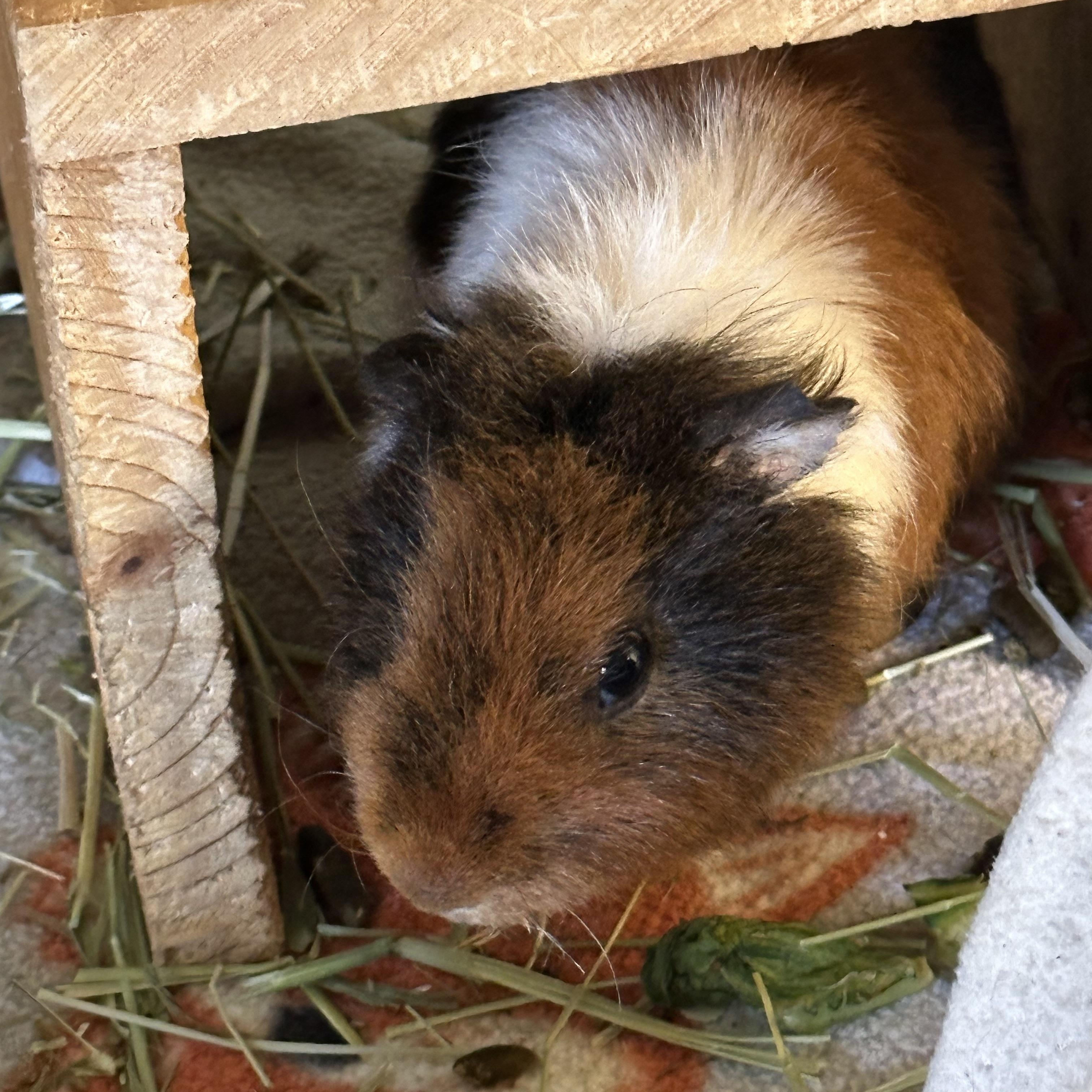 Enlarge Theodore, a Adoptable Guinea Pig in Austin, TX image 3/4