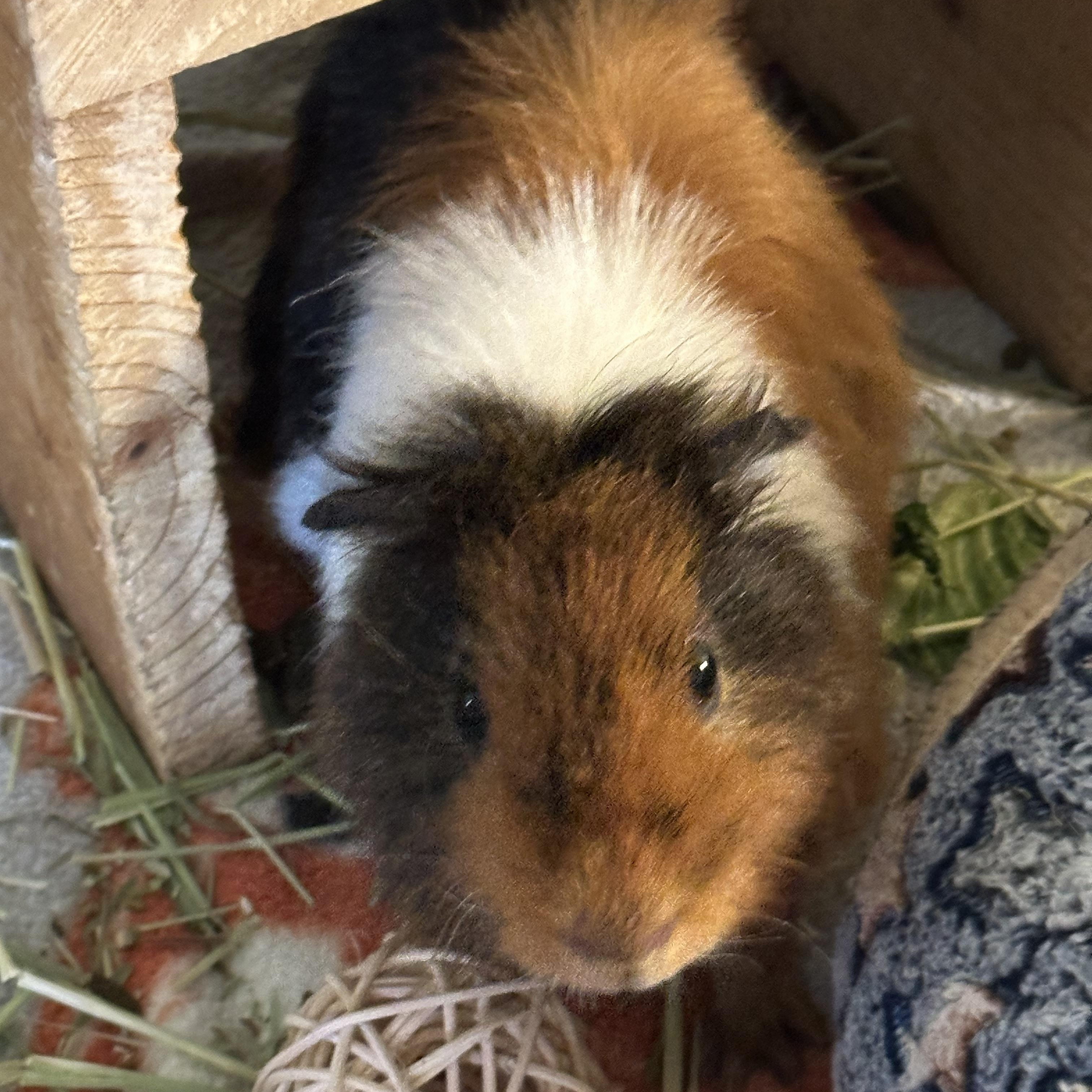 Theodore, Adoptable, Young Male Guinea Pig.