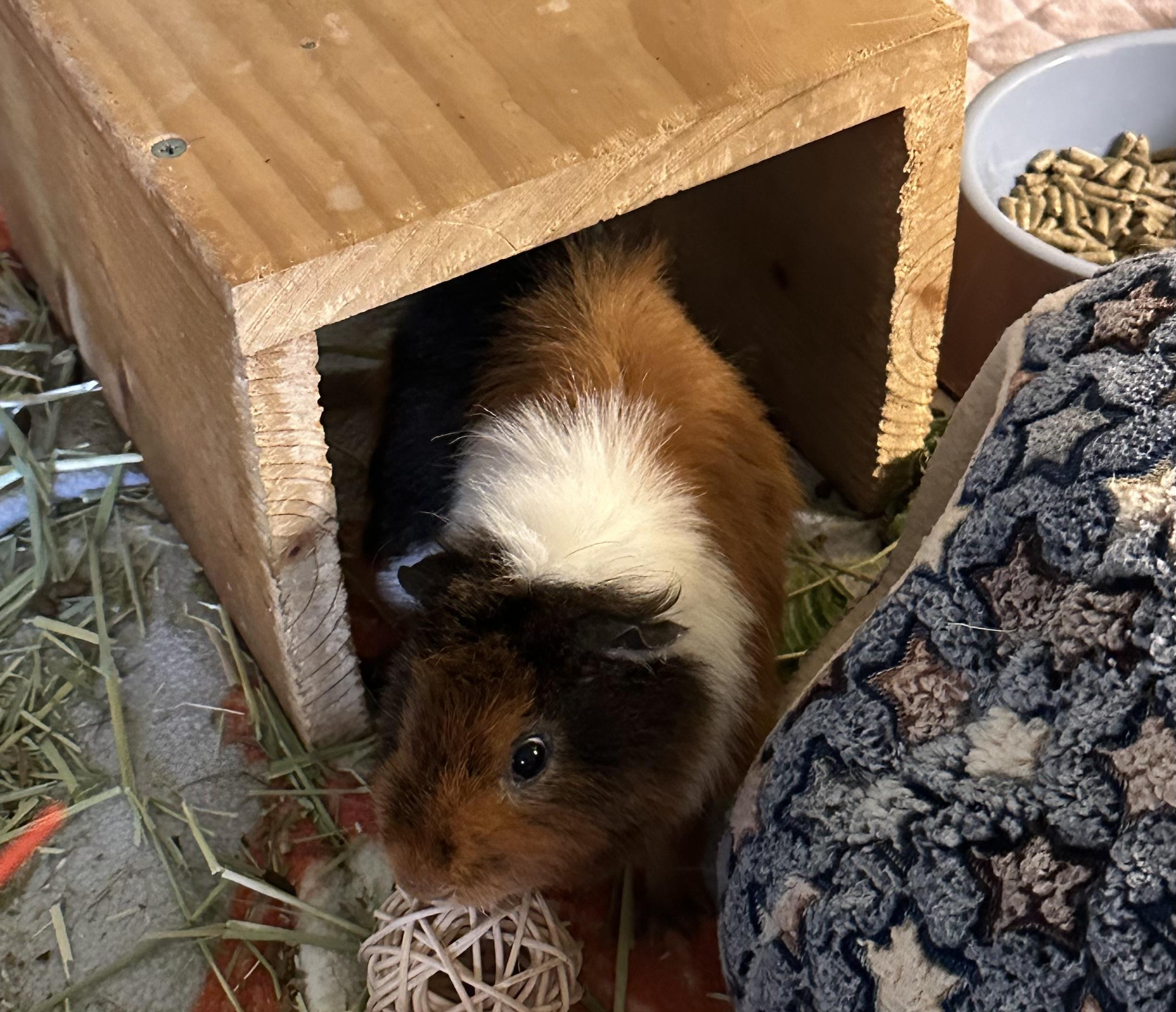 Enlarge Theodore, a Adoptable Guinea Pig in Austin, TX image 2/4